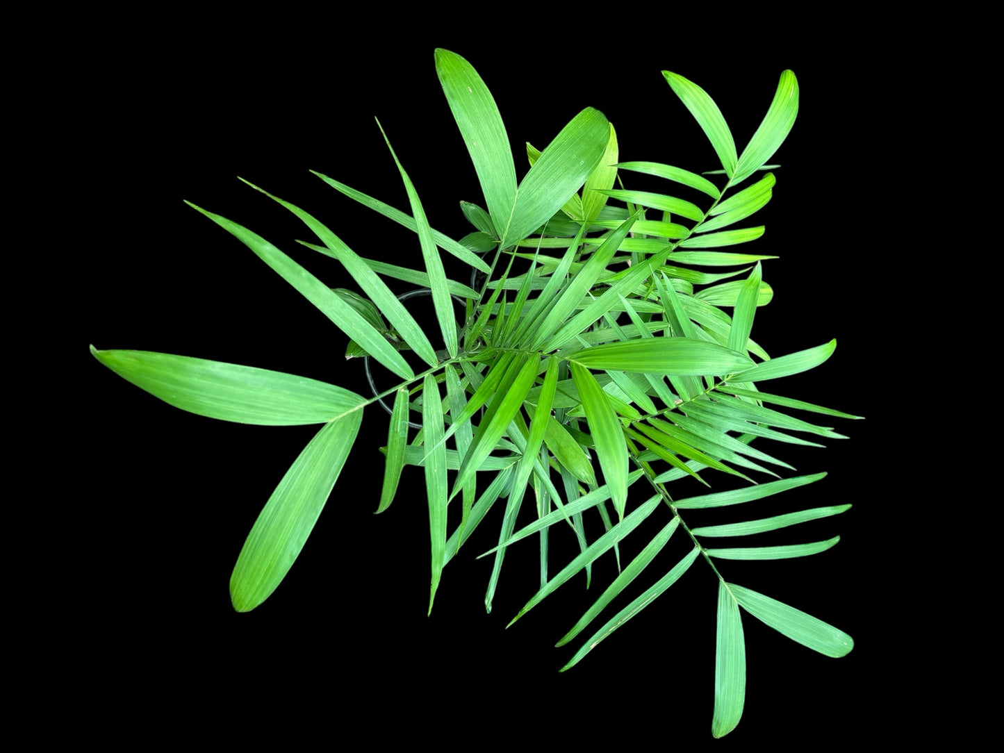 Parlor palm - Chamaedorea