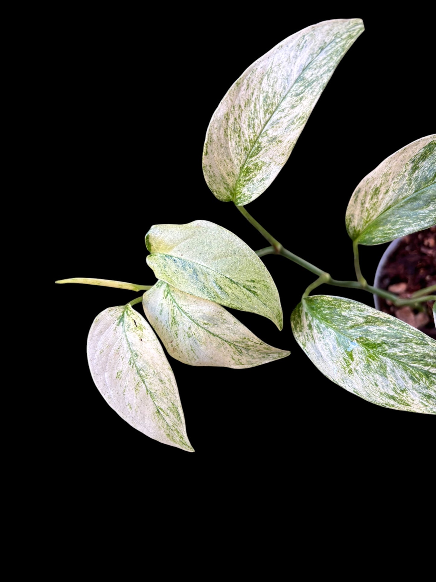 Monstera laniata mint