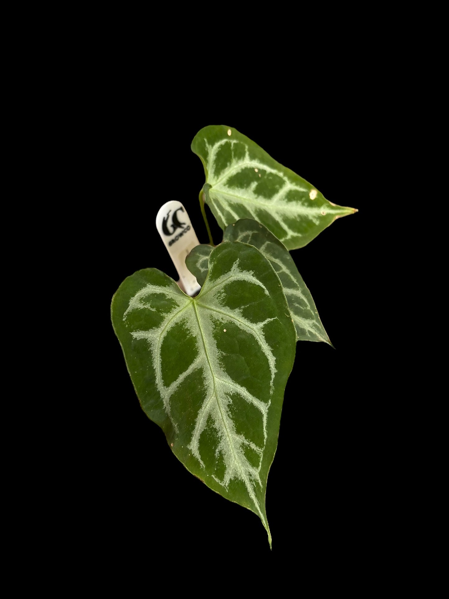 Anthurium muchlis x silver blush