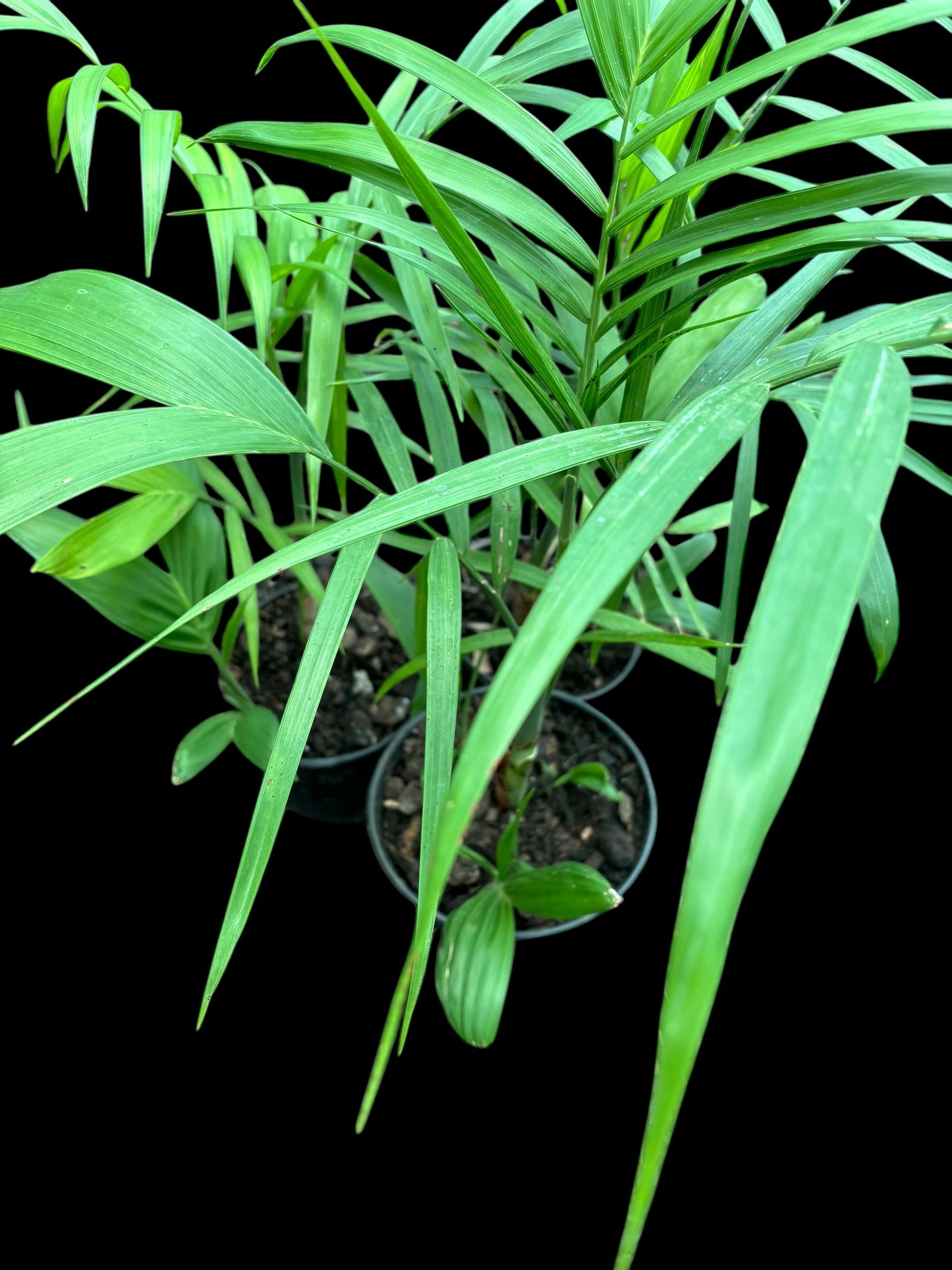Parlor palm - Chamaedorea