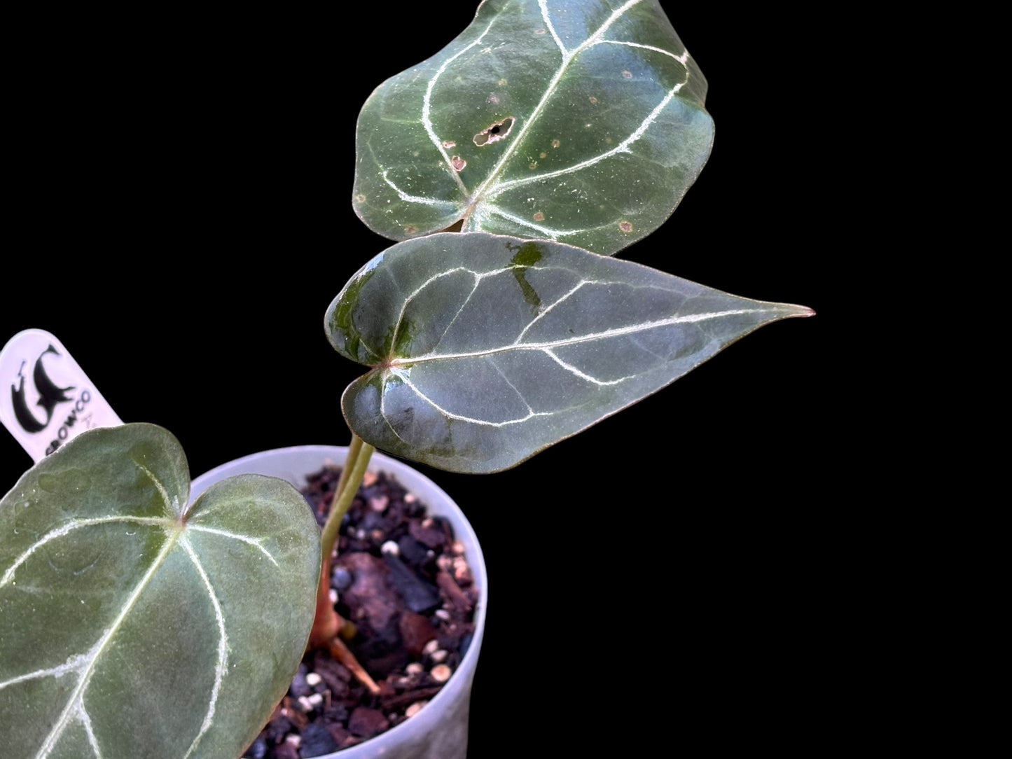 Anthurium Thunderbolt