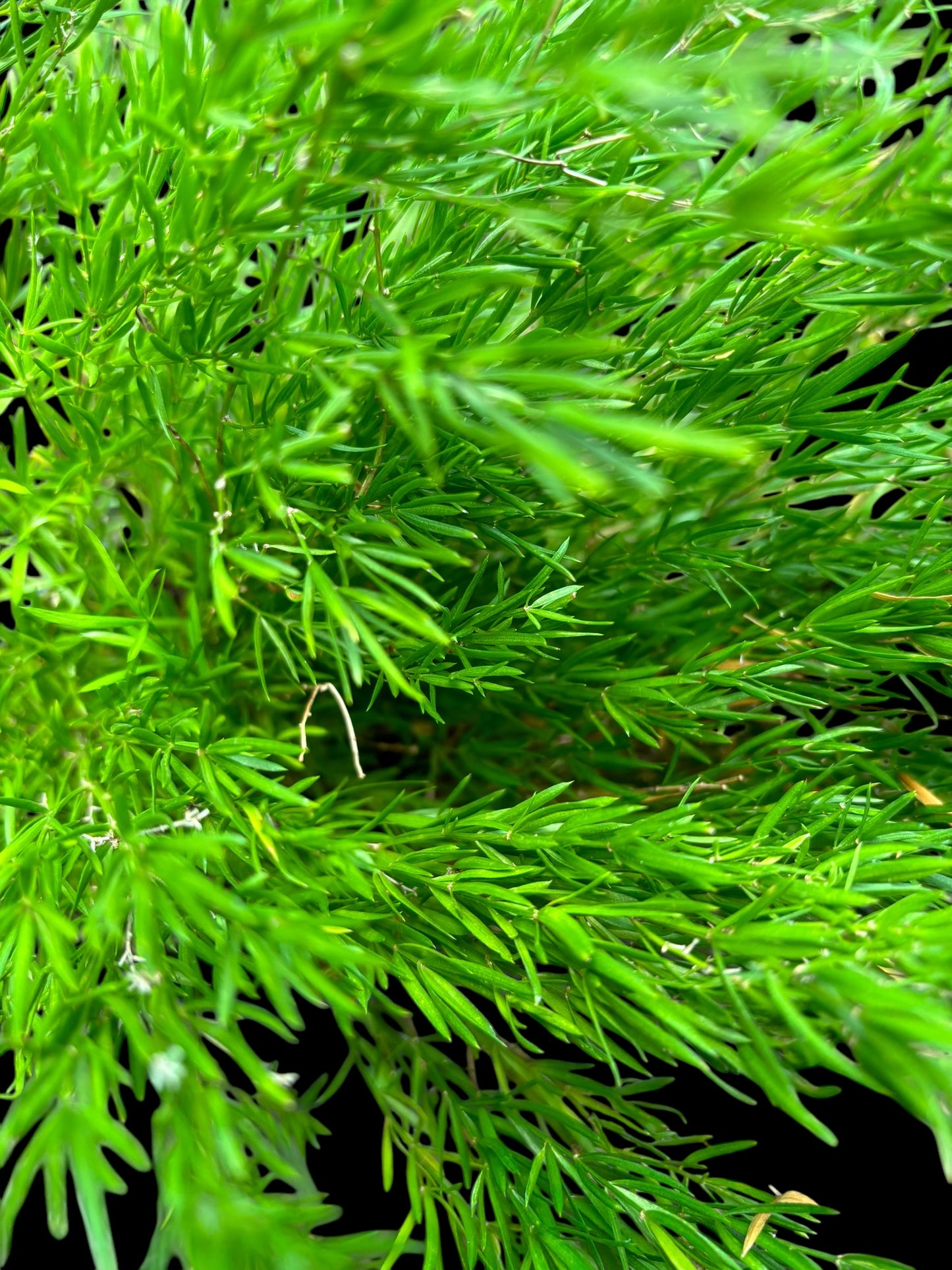 Asparagus racemosus