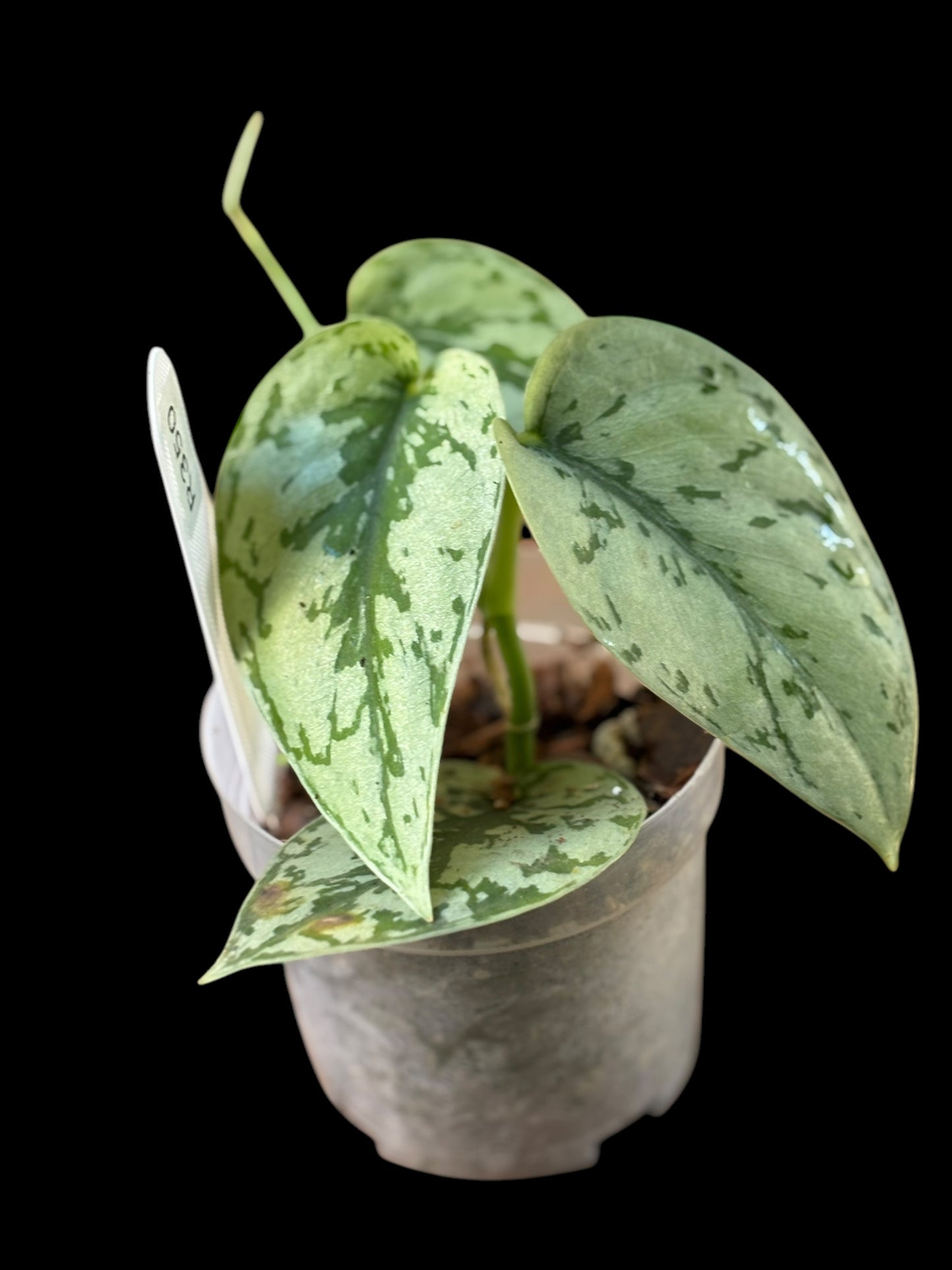 Scindapsus silver lady