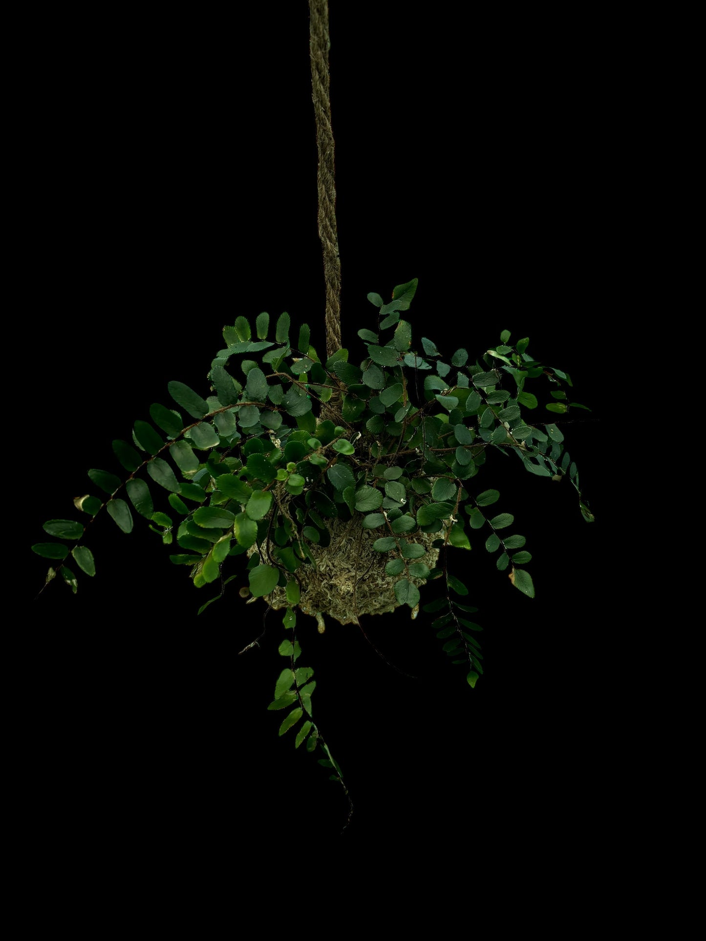 Pellaea rotundifolia - Button fern kokedama