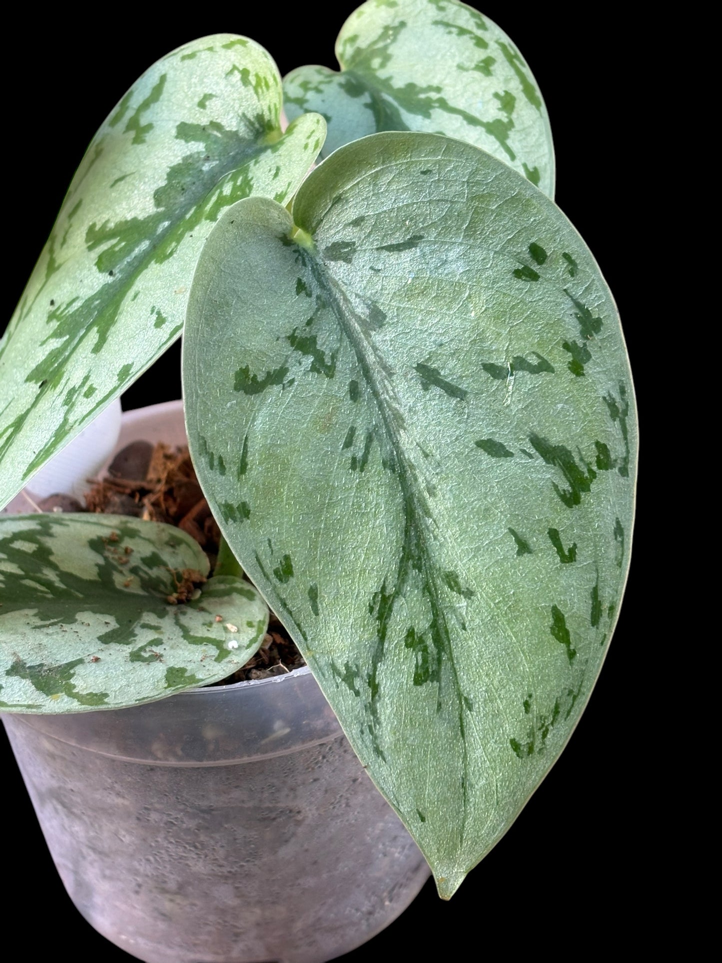 Scindapsus silver lady