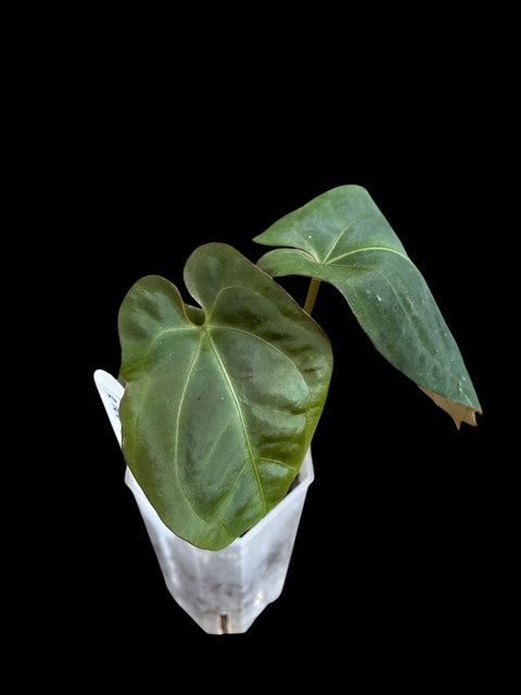 Anthurium papillilaminum legacy x red spider