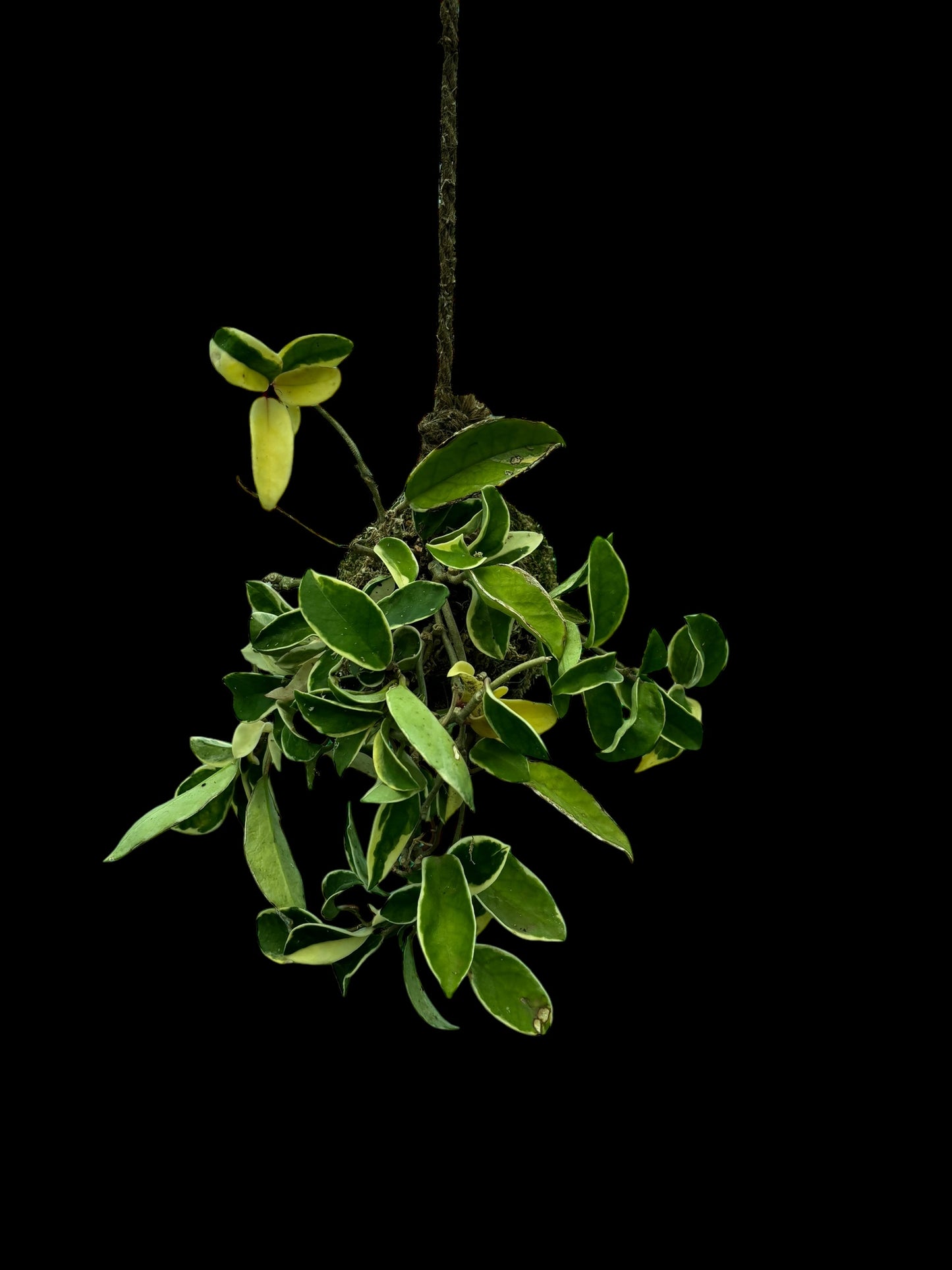 Hoya carnosa outer variegated - kokedama