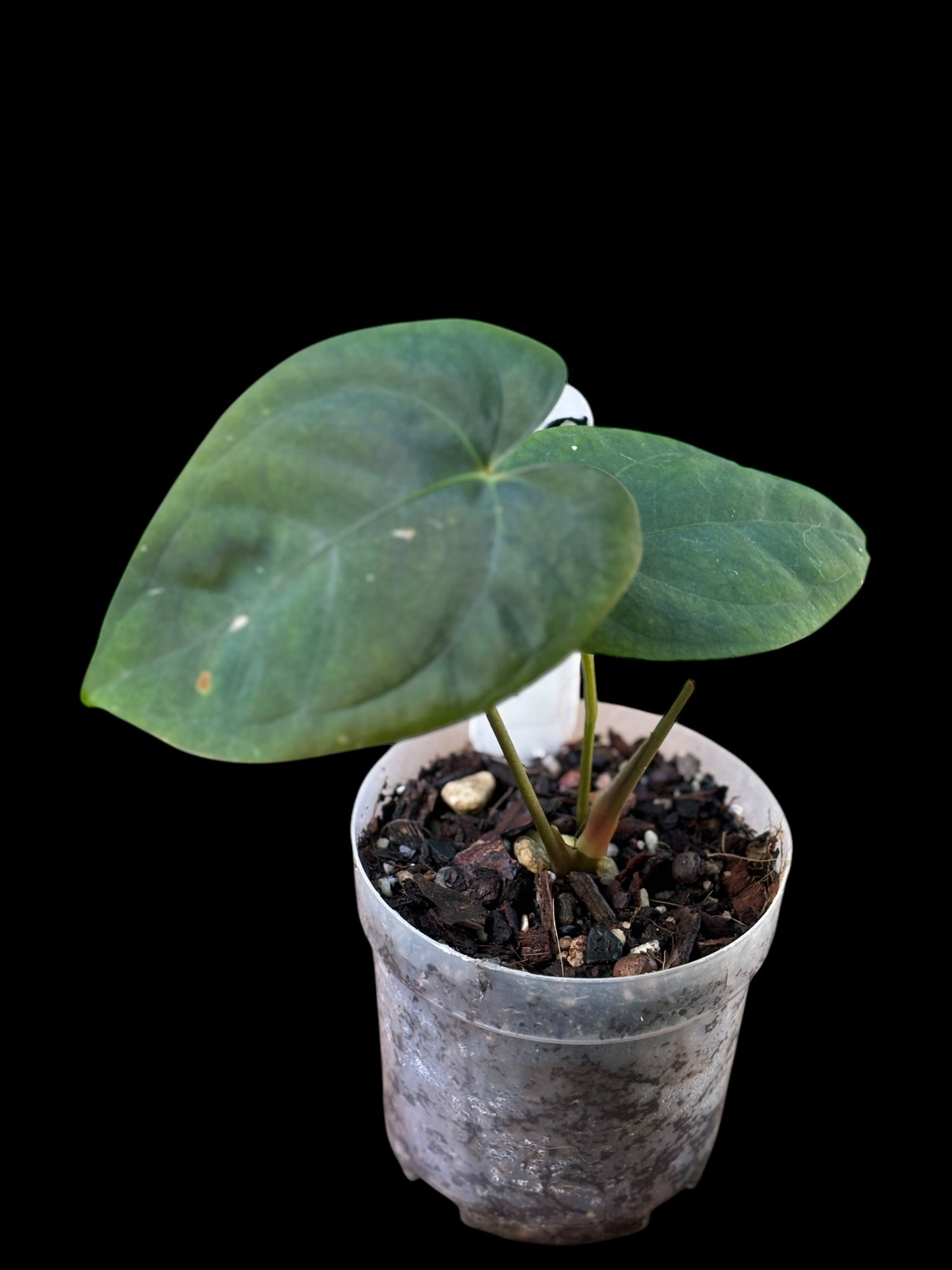 Anthurium dark phoenix