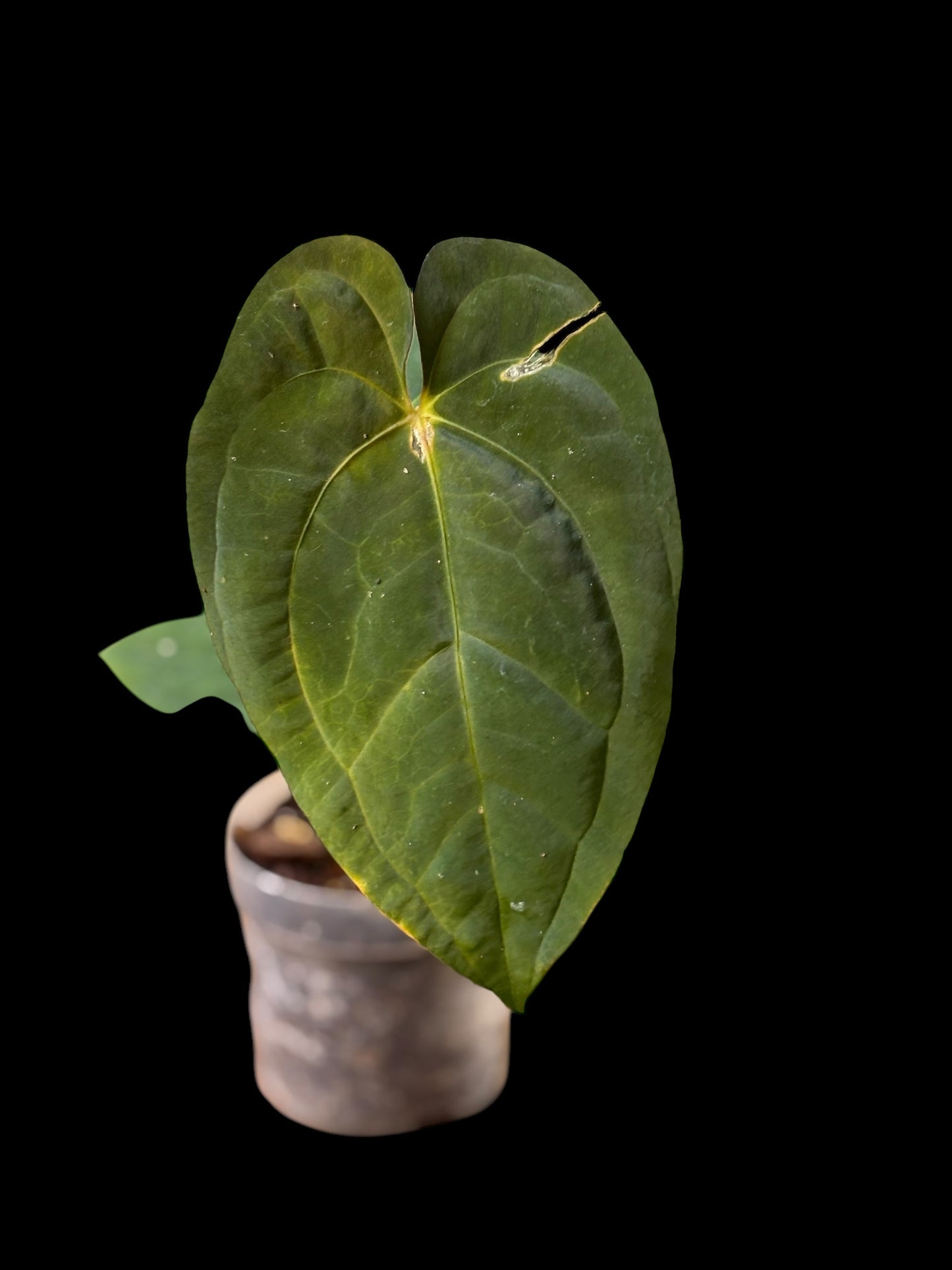Anthurium dark phoenix