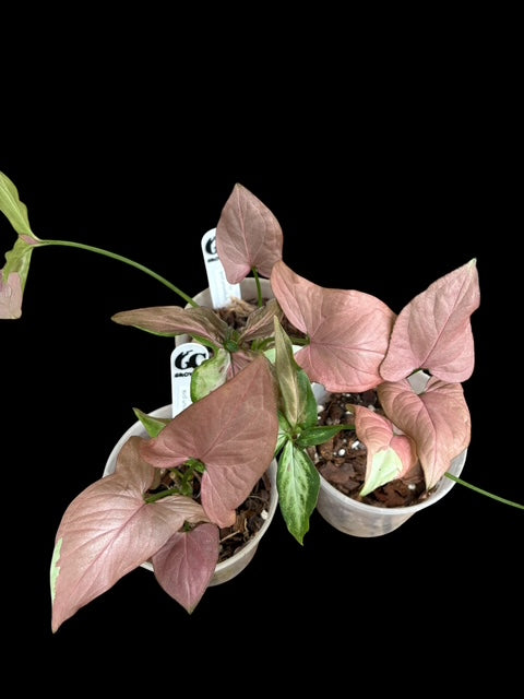 Syngonium Pink variegata