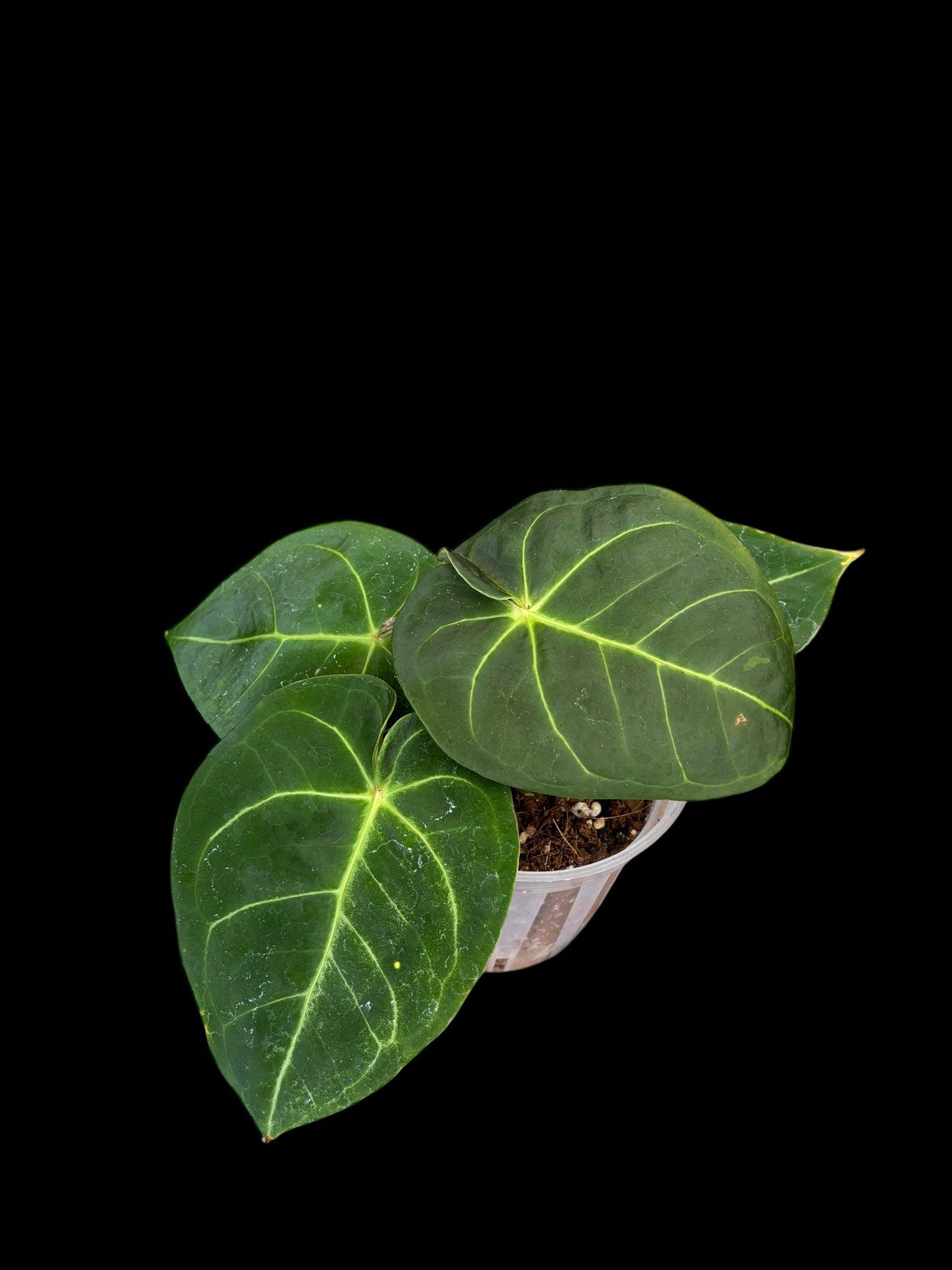 Anthurium MBR x hoffmannii