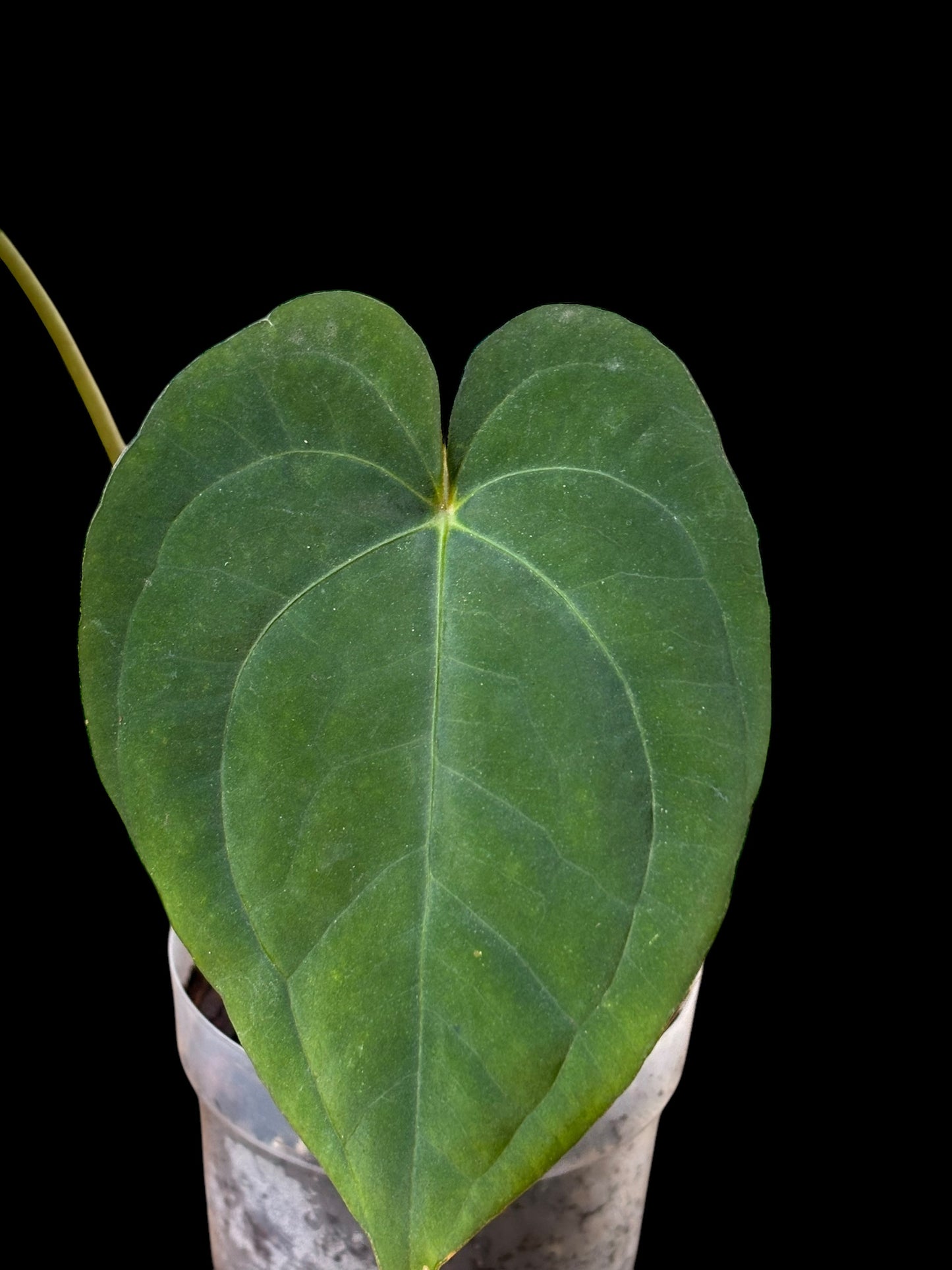 Anthurium dark phoenix