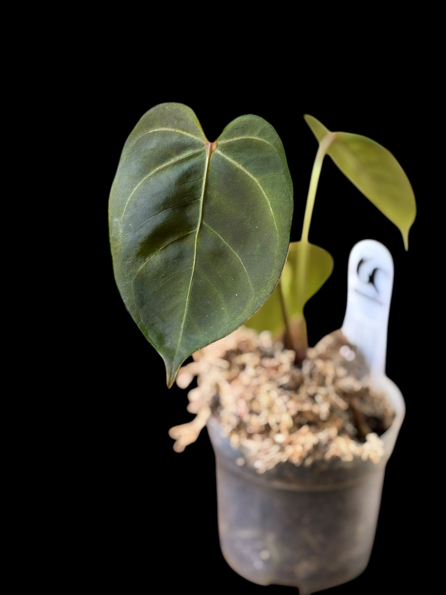 Anthurium papillilaminum x chamberlainii