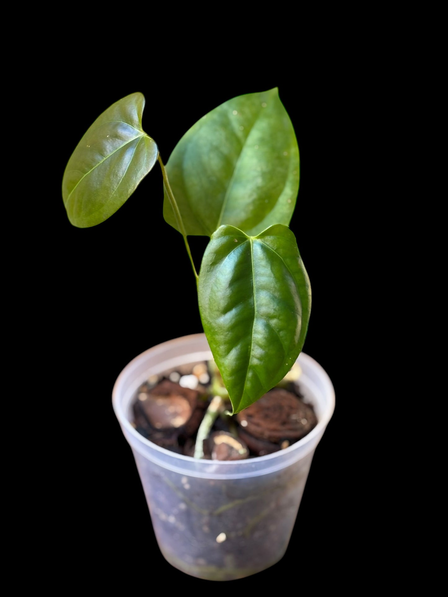 Anthurium papillilaminum x chamberlainii (small)