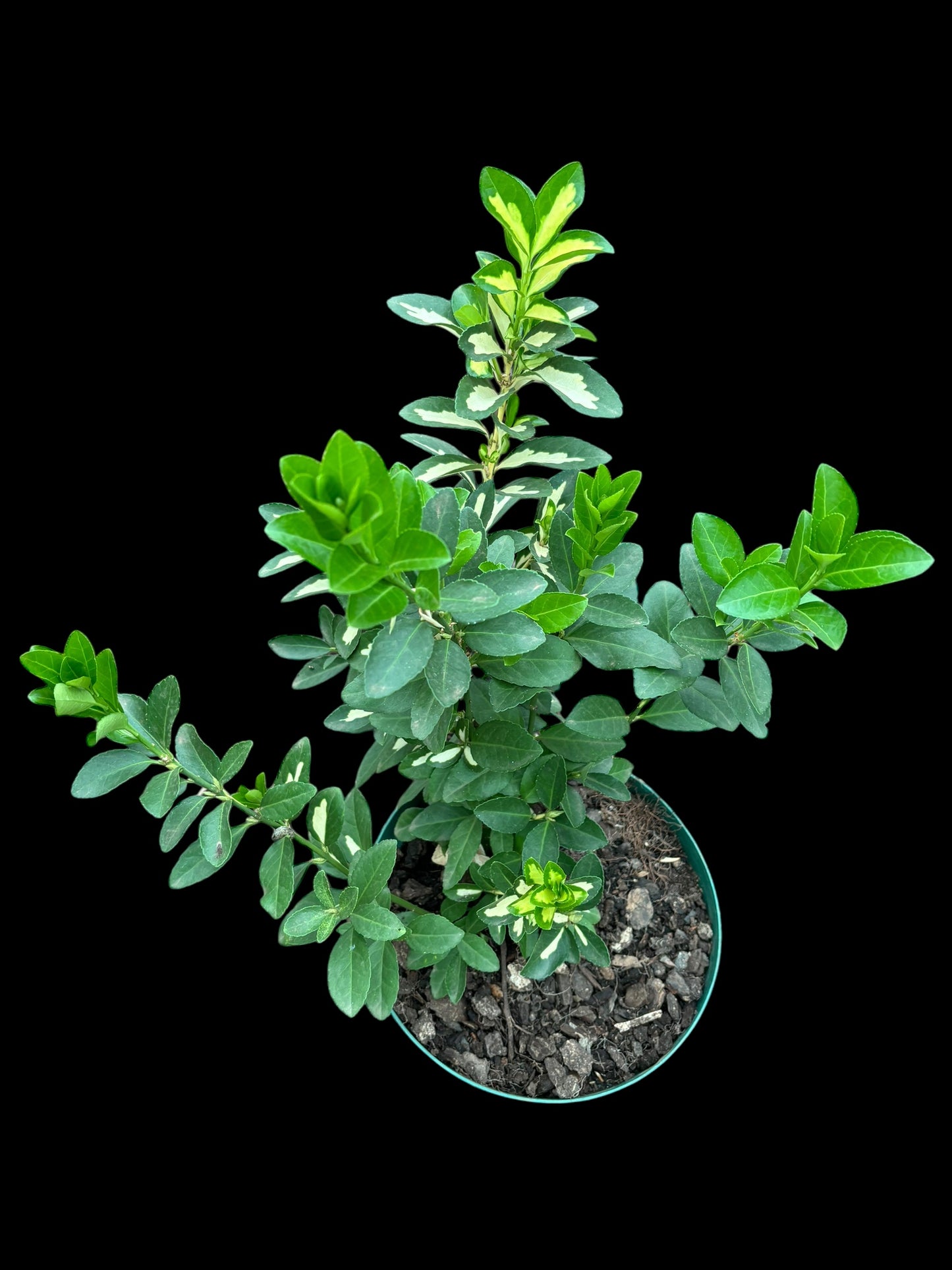 Euonymus japonicus