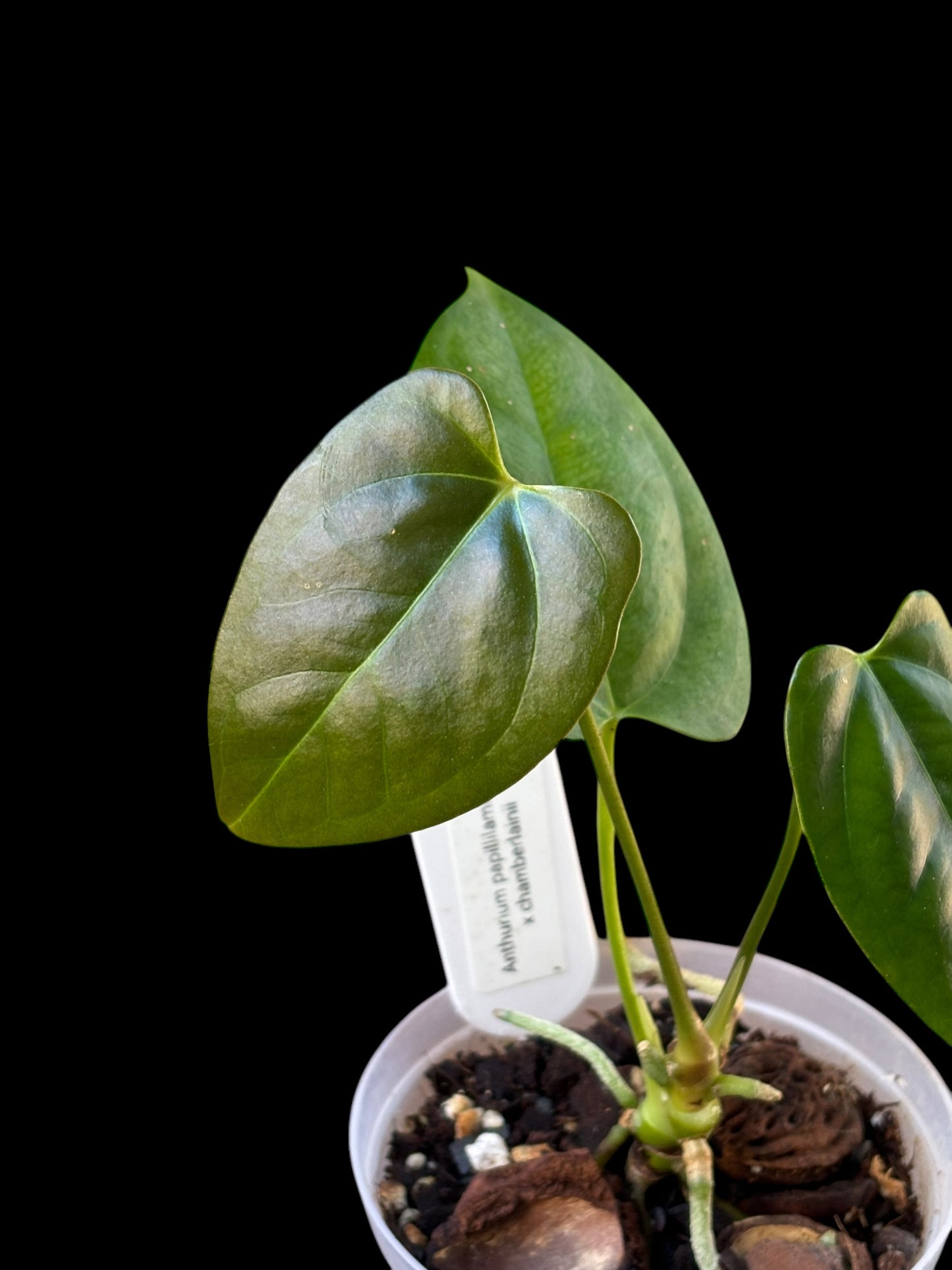 Anthurium papillilaminum x chamberlainii (small)