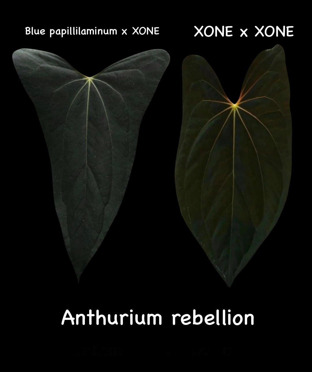 Anthurium Rebellion - plant B