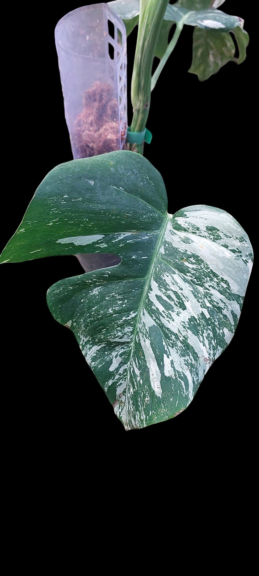 Monstera albo - Lena