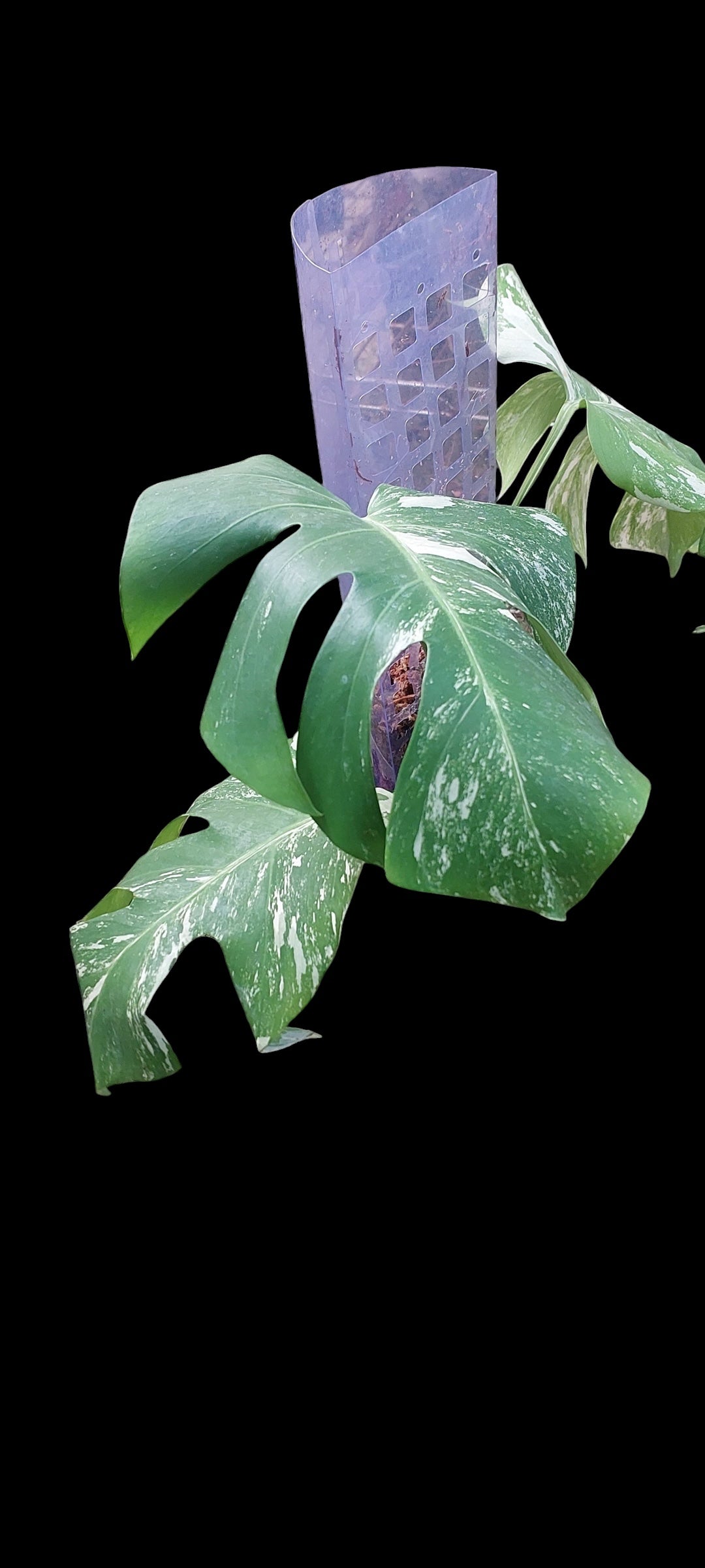 Monstera albo - Lola