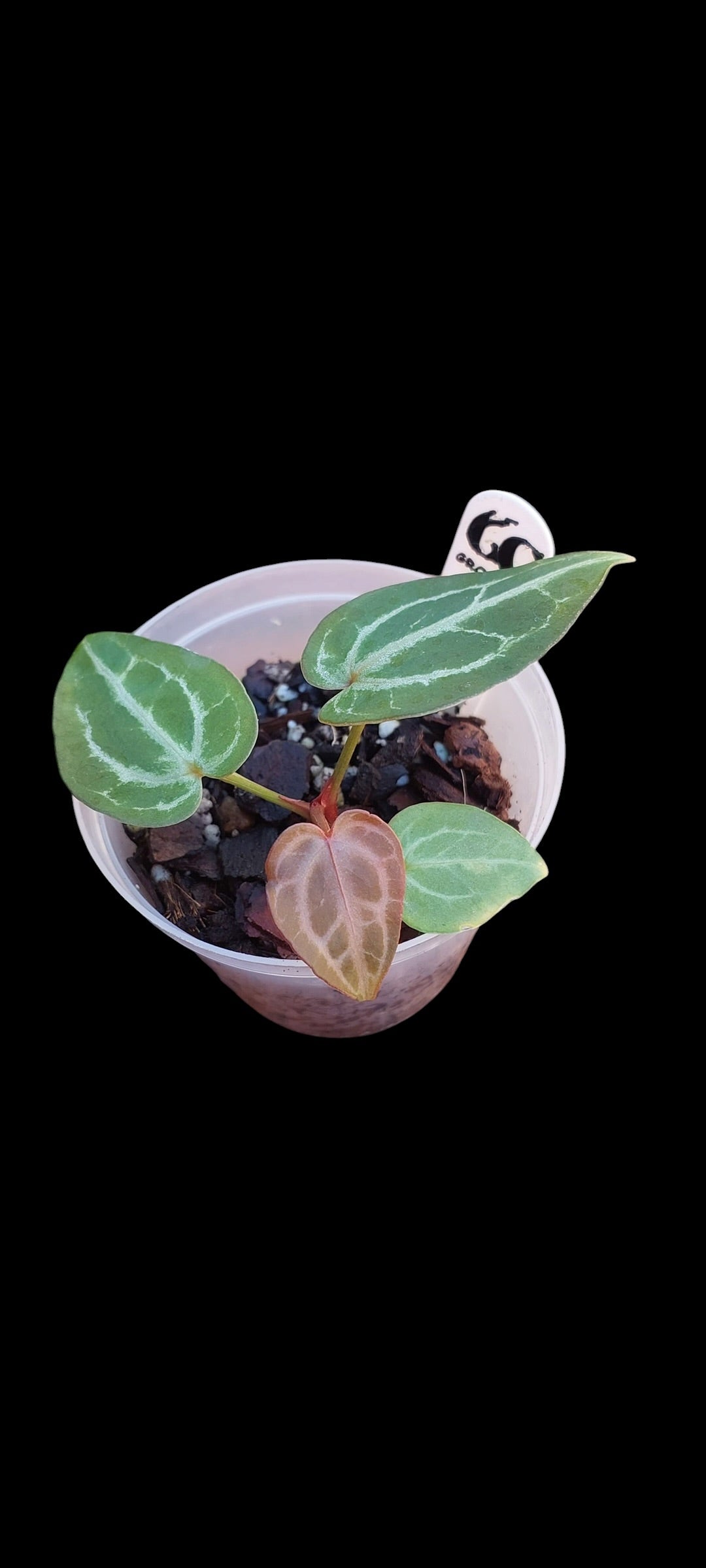 GrowCo. Seedling - Anthurium (Silverblush x KOS HU) X KOS HU
