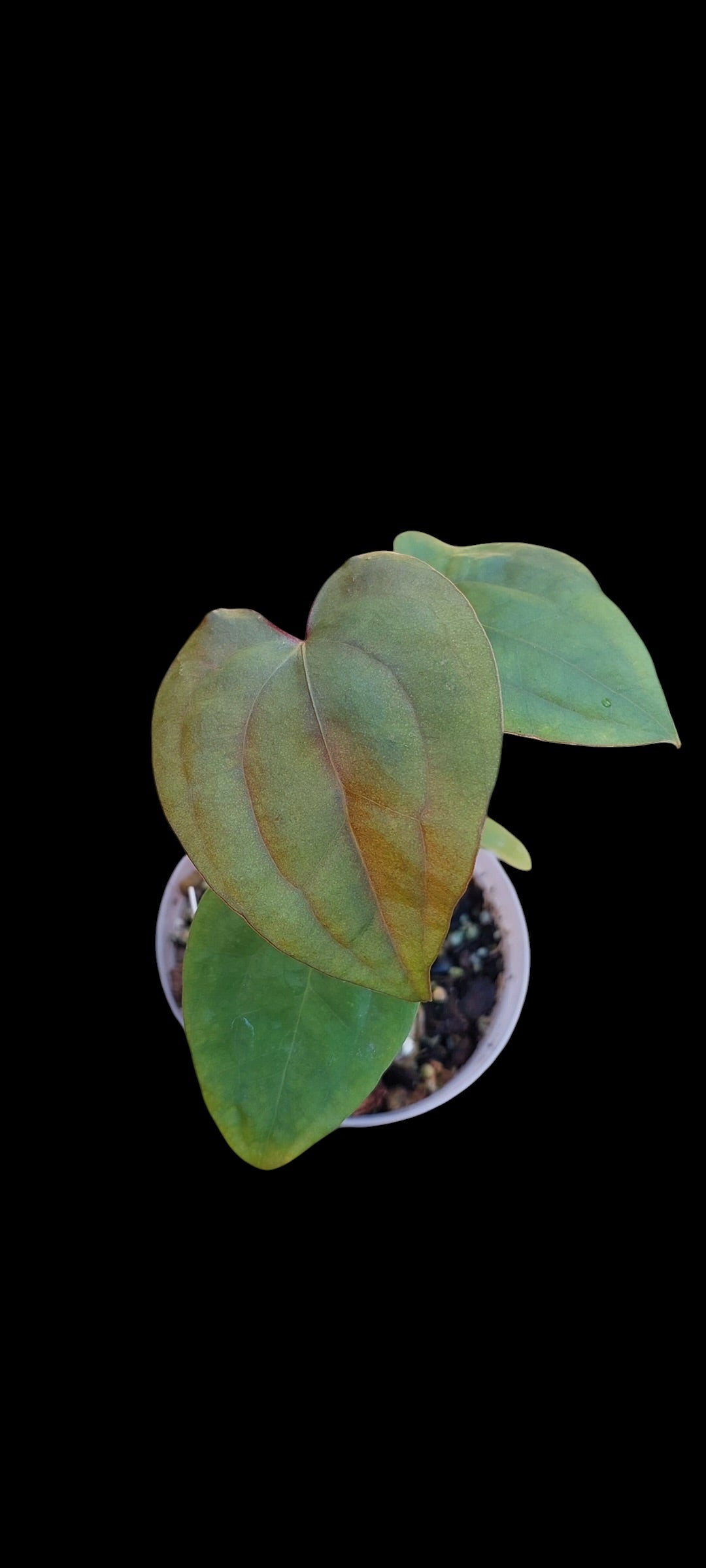 GrowCo. Seedling - Anthurium papillilaminum Guna Yala x self