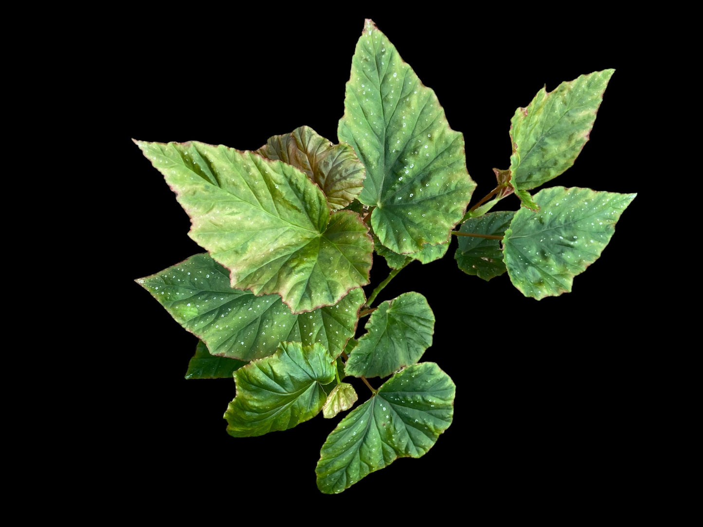 Begonia sherifi
