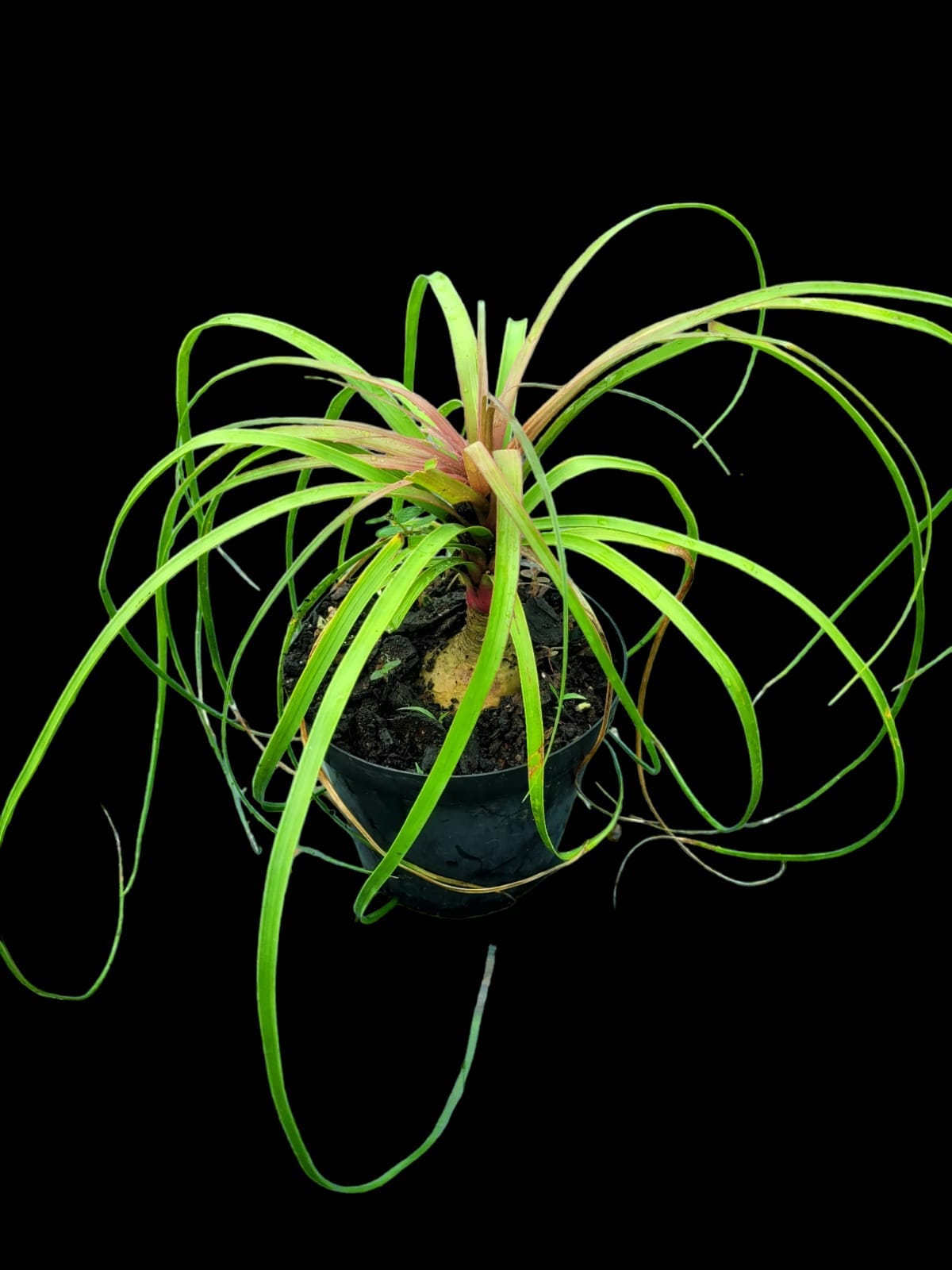 Beaucarna recurvata - ‘Elephants Foot Tree or Ponytail Palm’