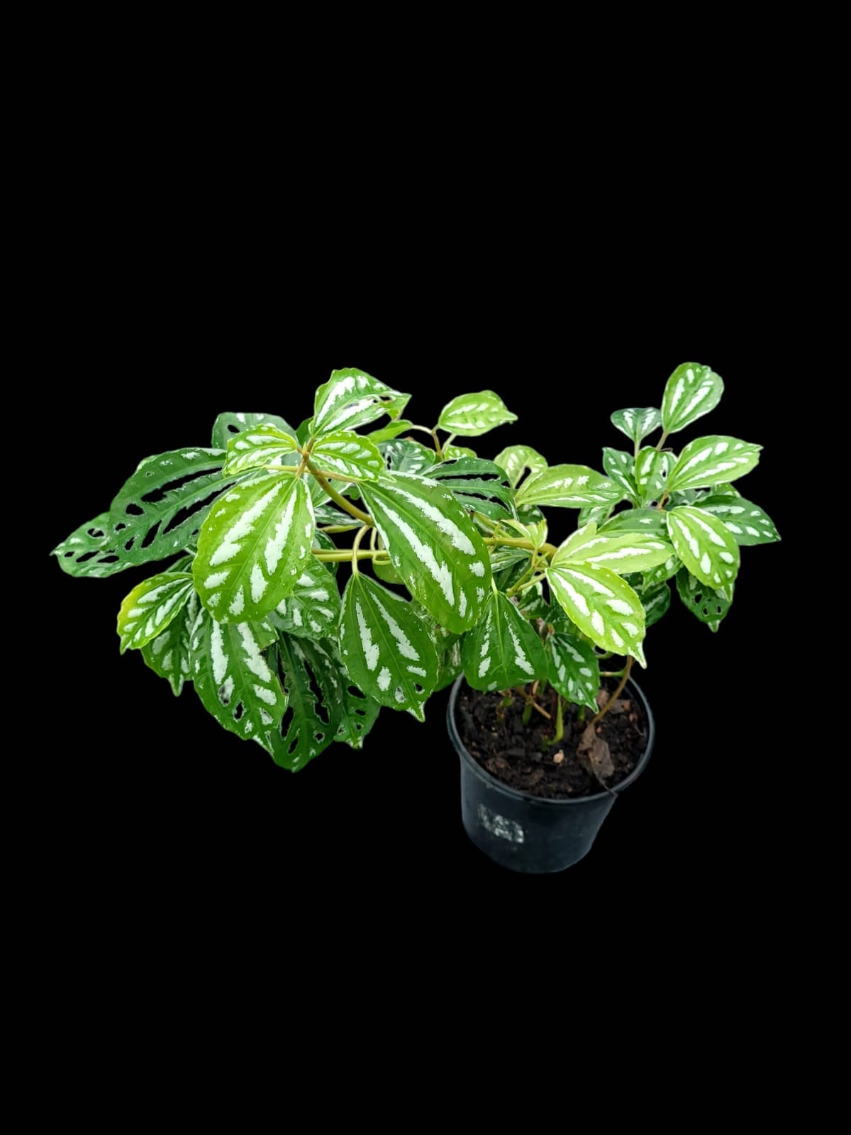 Pilea cadierei