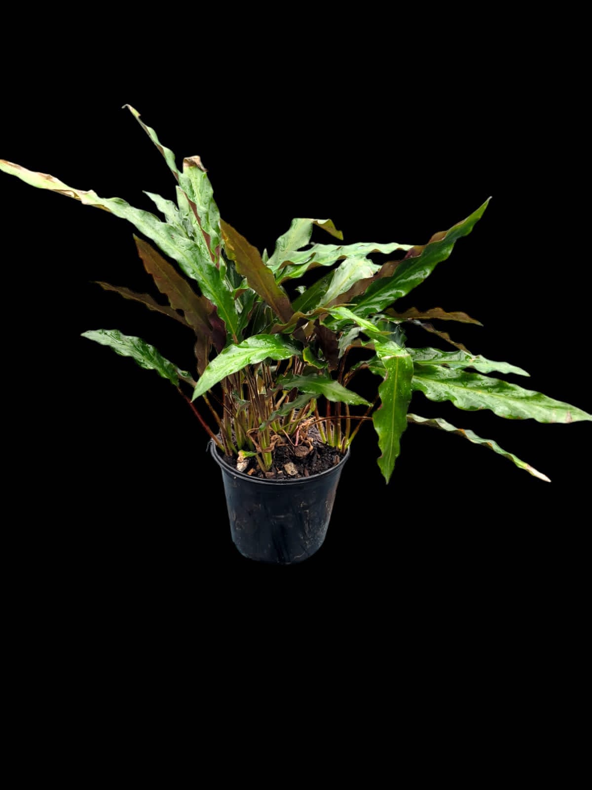 Calathea rufibarba