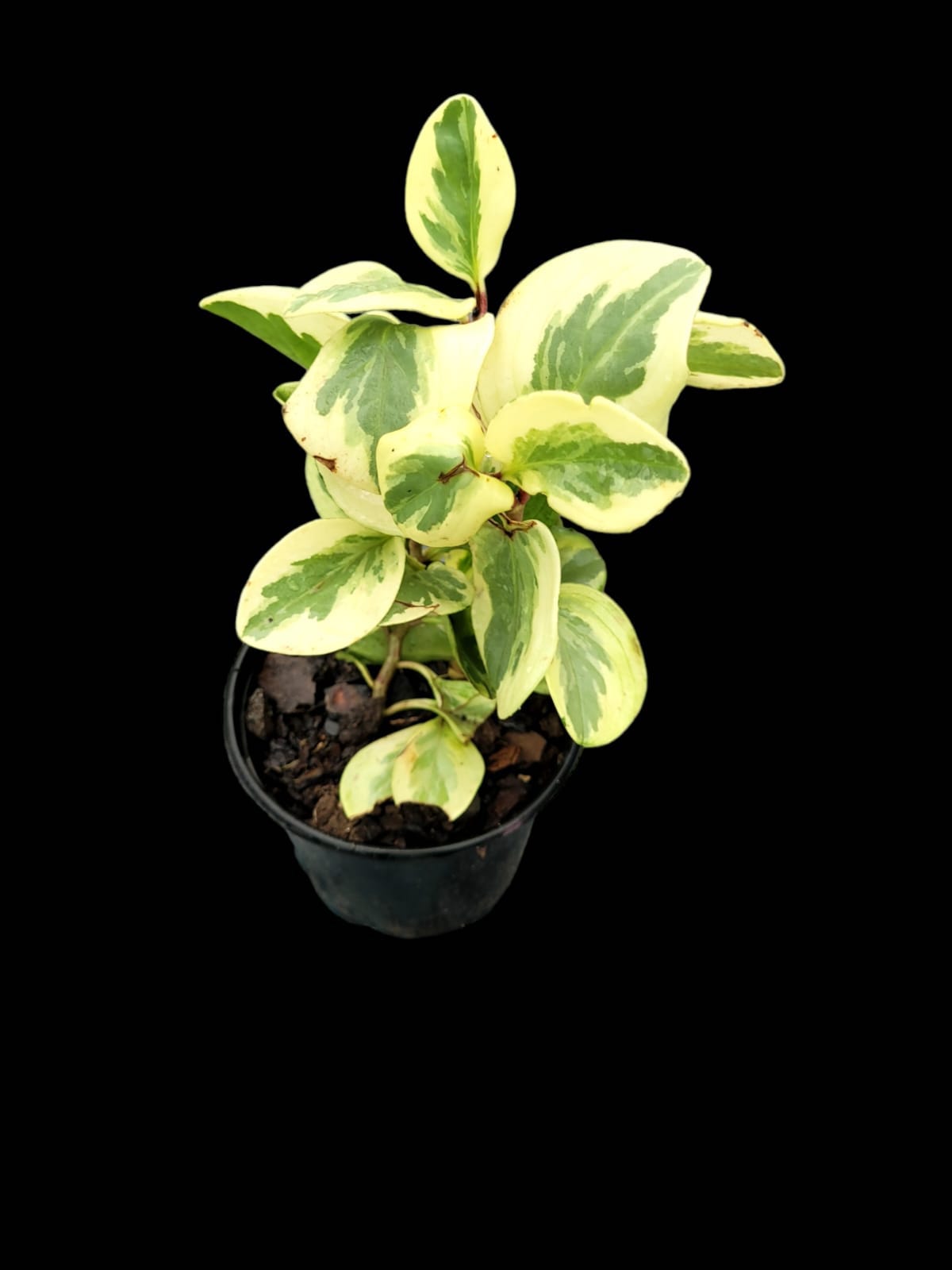 Peperomia obtusifolia variegata