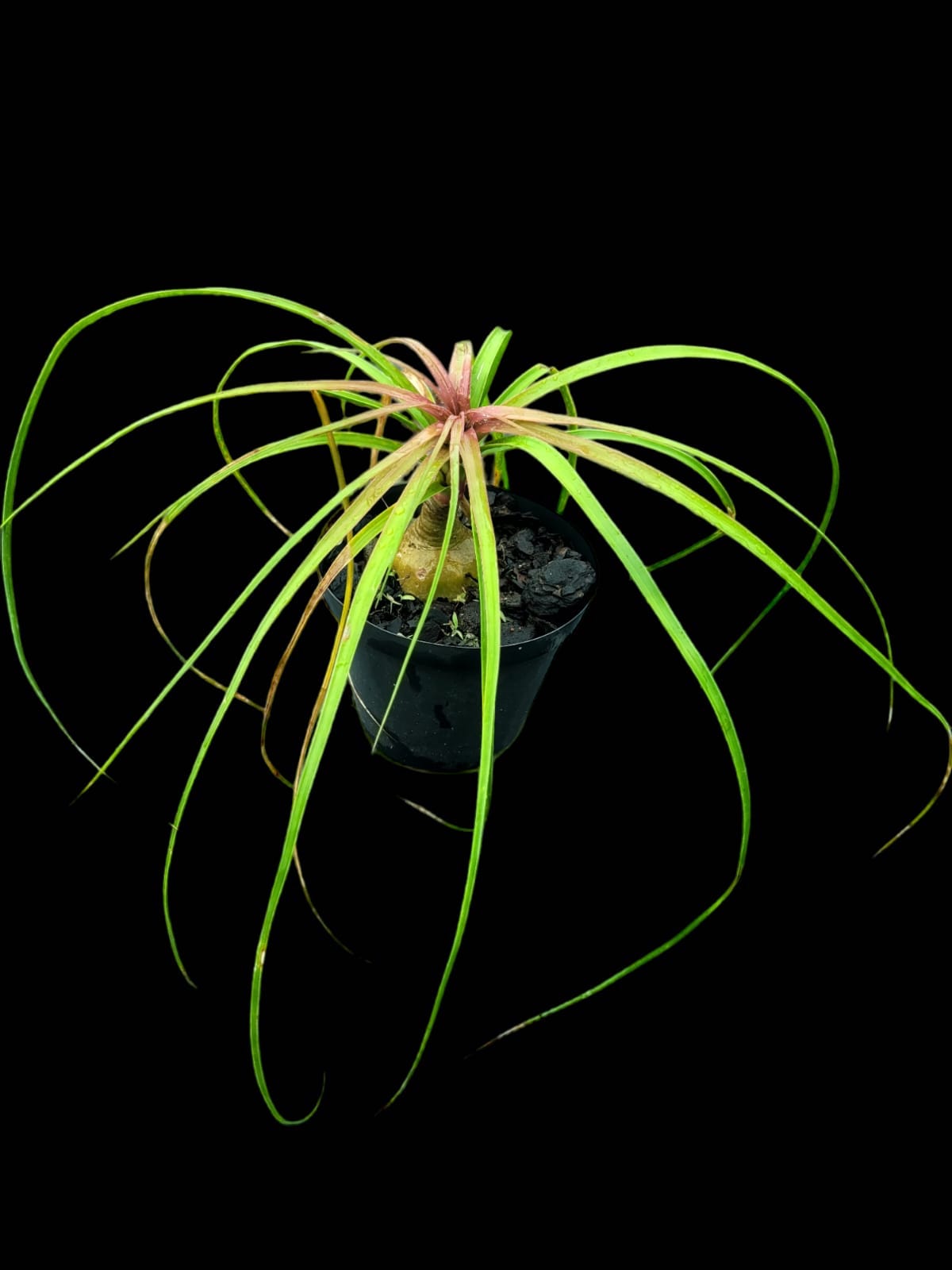 Beaucarna recurvata - ‘Elephants Foot Tree or Ponytail Palm’