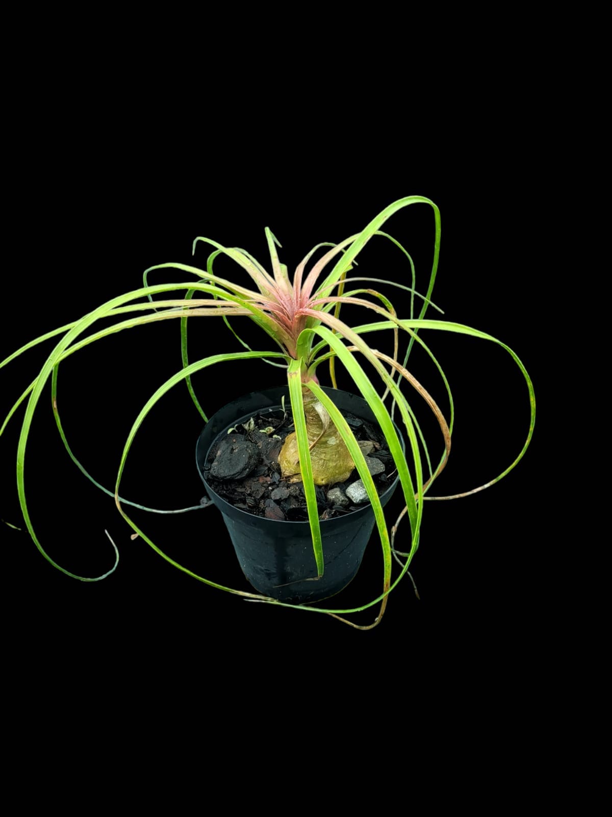 Beaucarna recurvata - ‘Elephants Foot Tree or Ponytail Palm’