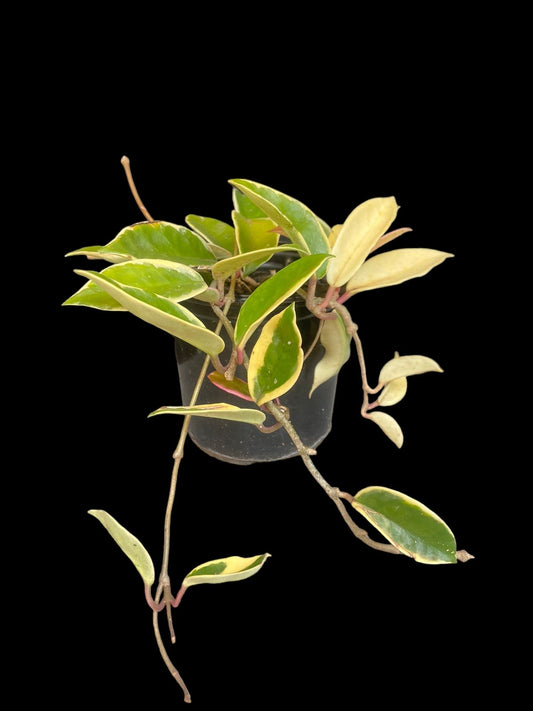 Hoya carnosa outer variegated