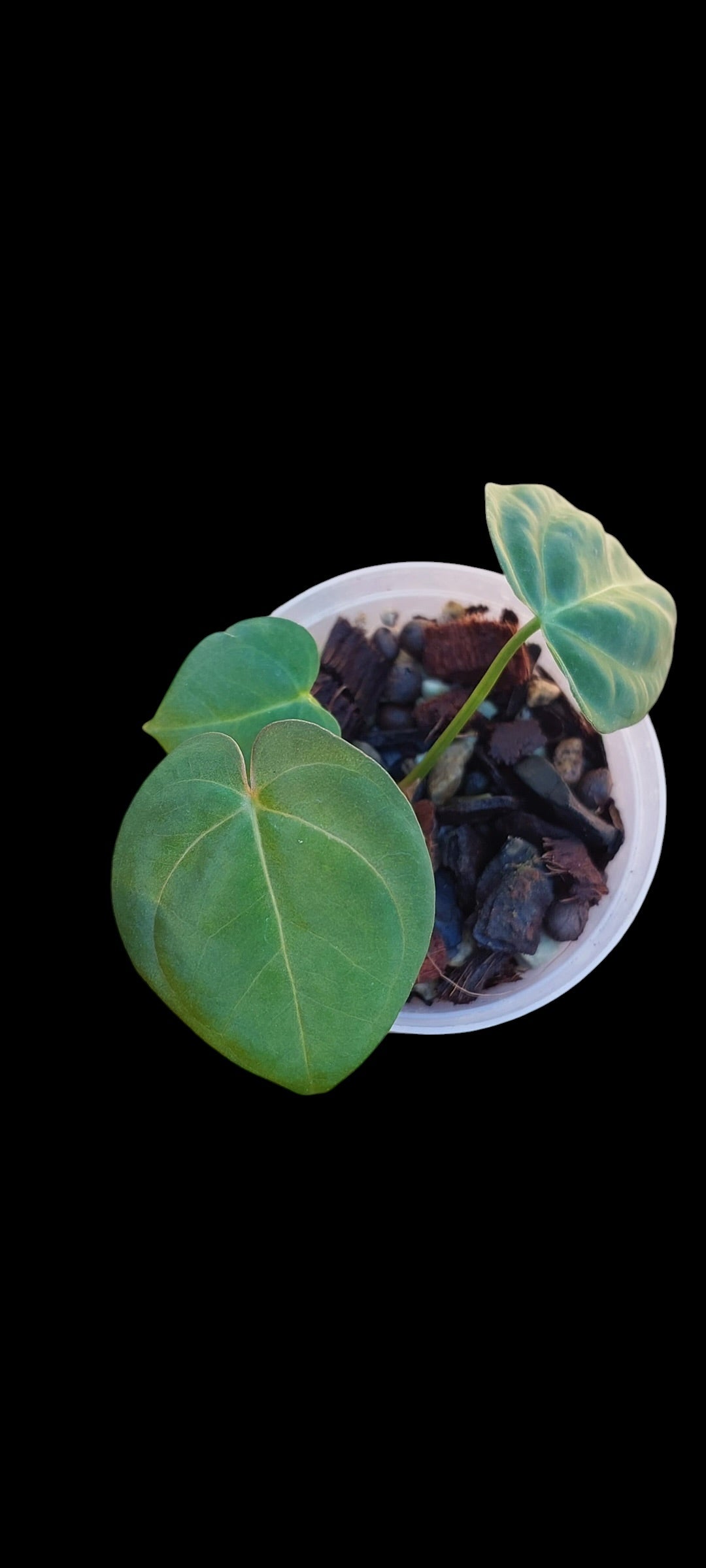 GrowCo. Seedling - Anthurium Fort Sherman x goliath