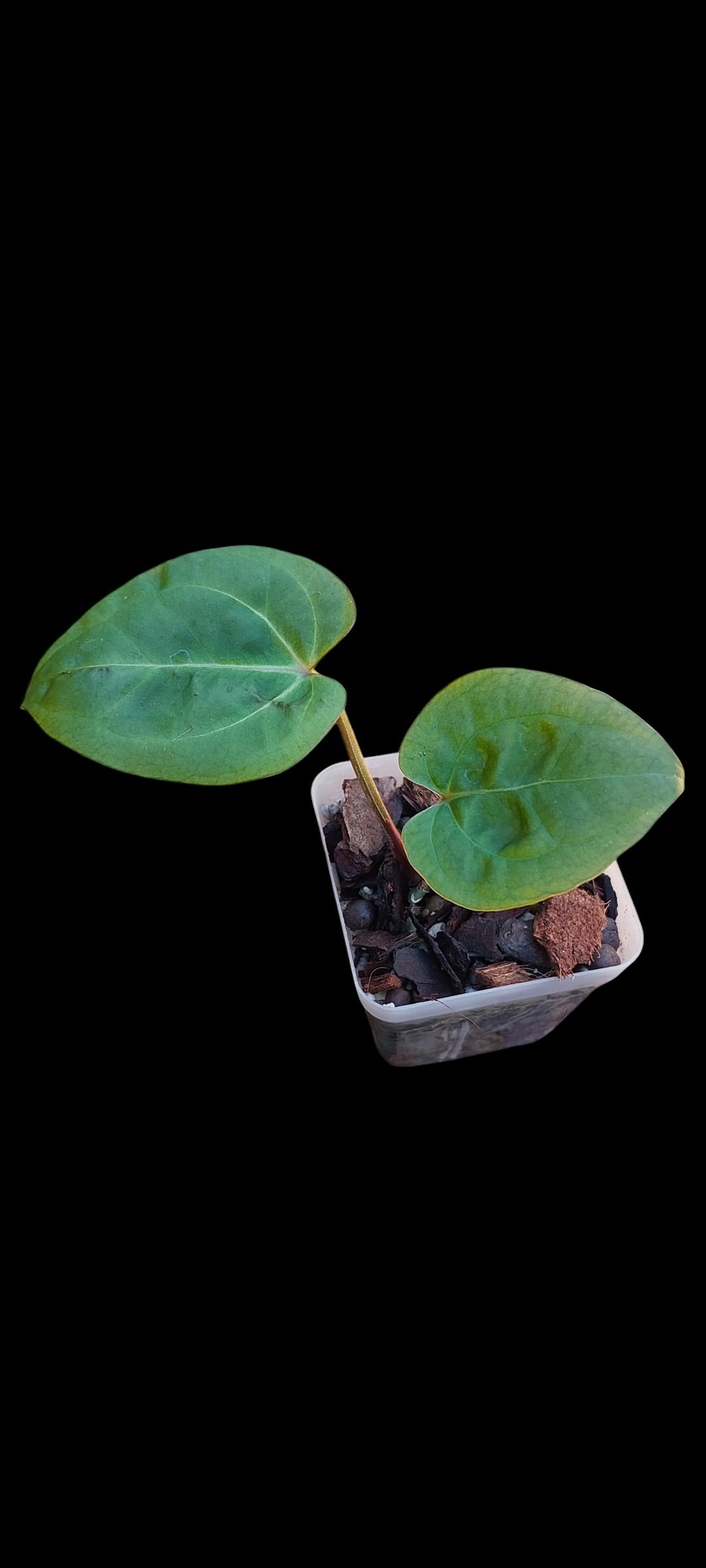 GrowCo. Seedling - Anthurium (chamberlainii x papillilaminum) X (papillilaminum x hoffmannii red sinus)