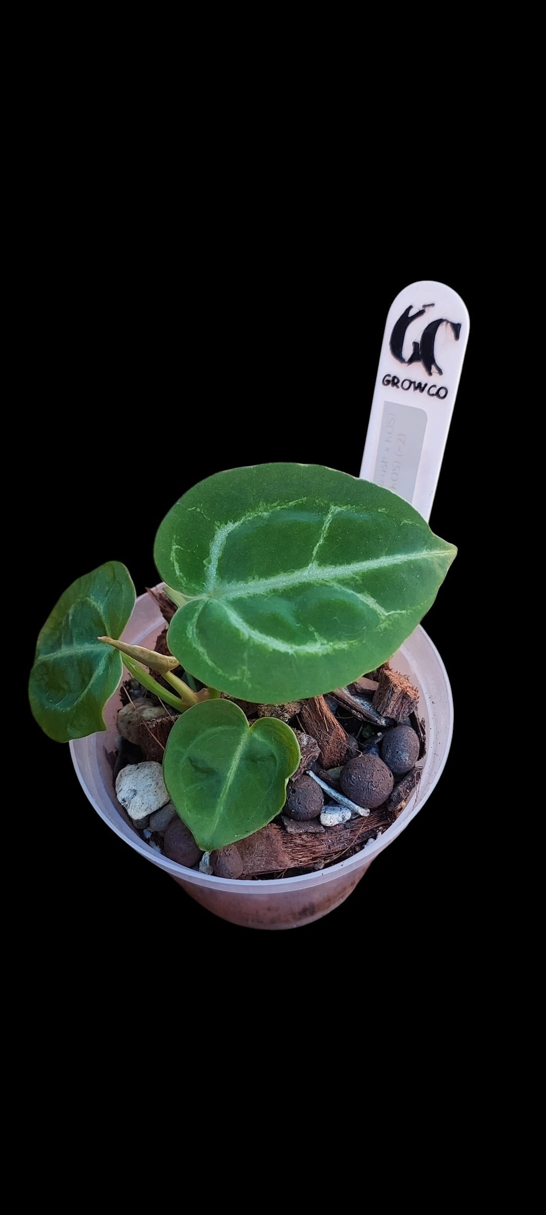 GrowCo. Seedling - Anthurium Silver blush x KOS HU F2