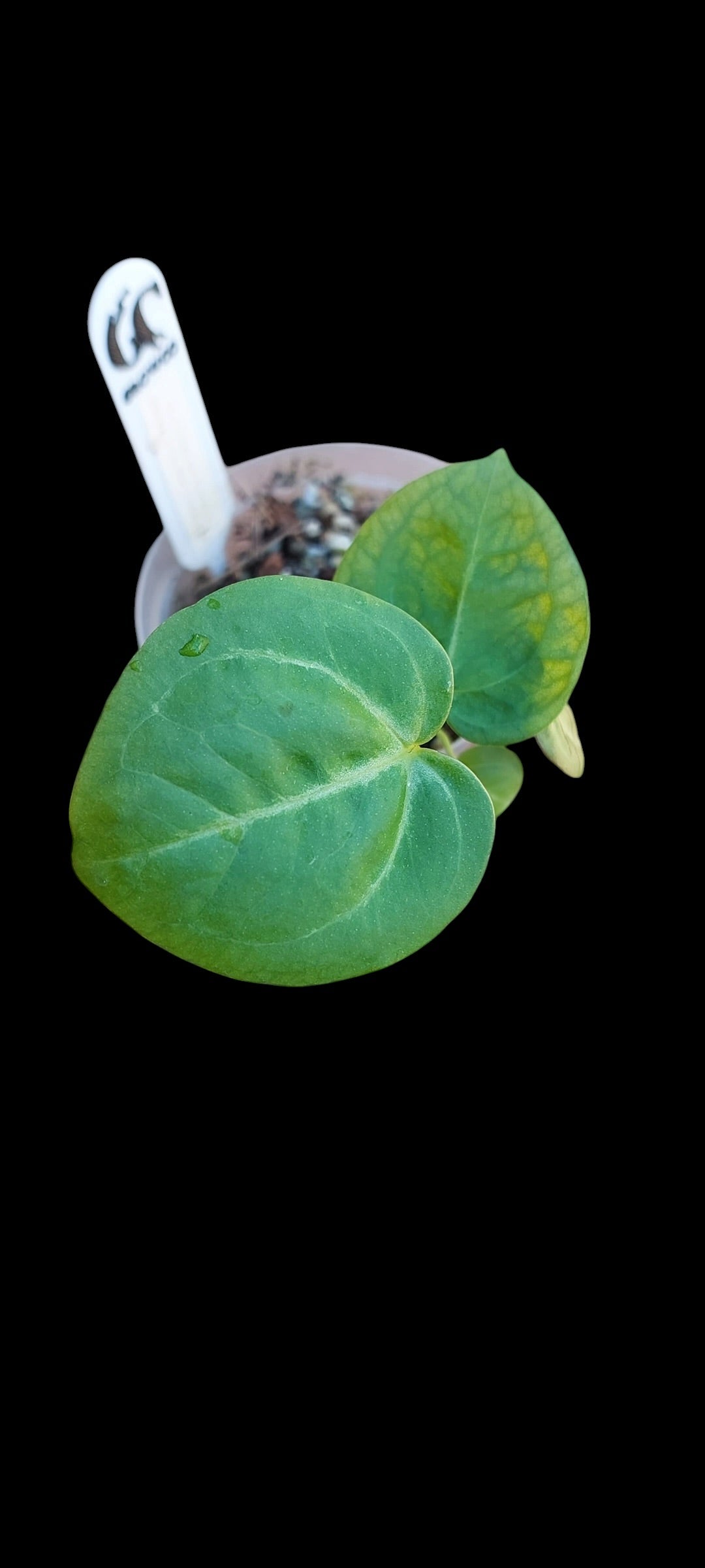 GrowCo. Seedling - Anthurium Silver blush x KOS HU F2