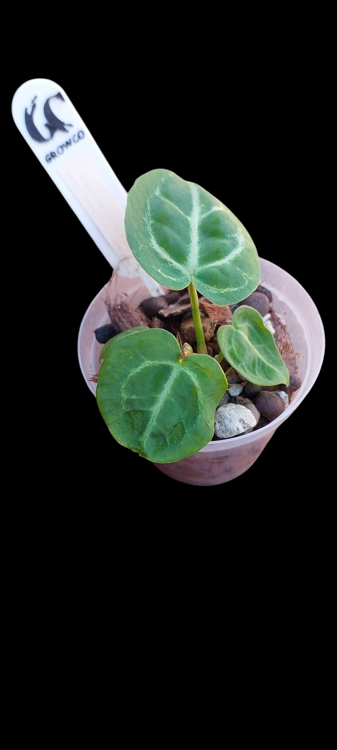 GrowCo. Seedling - Anthurium Silver blush x KOS HU F2
