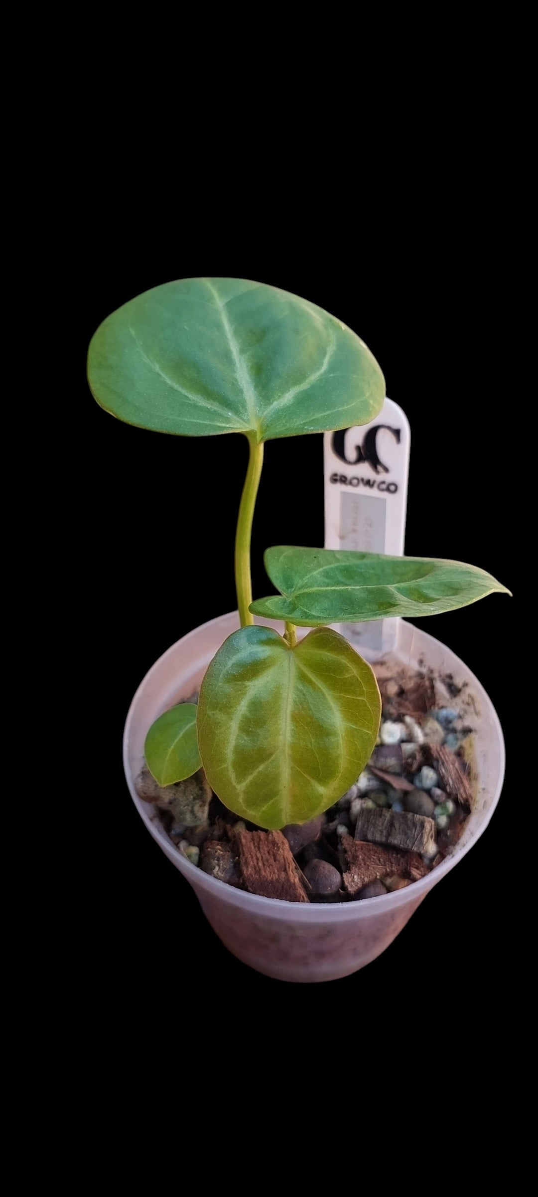 GrowCo. Seedling - Anthurium Silver blush x KOS HU F2