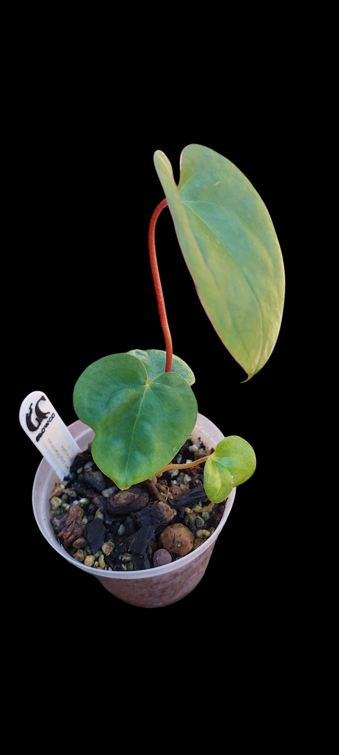 GrowCo. Seedling - Anthurium papillilaminum Guna Yala x self