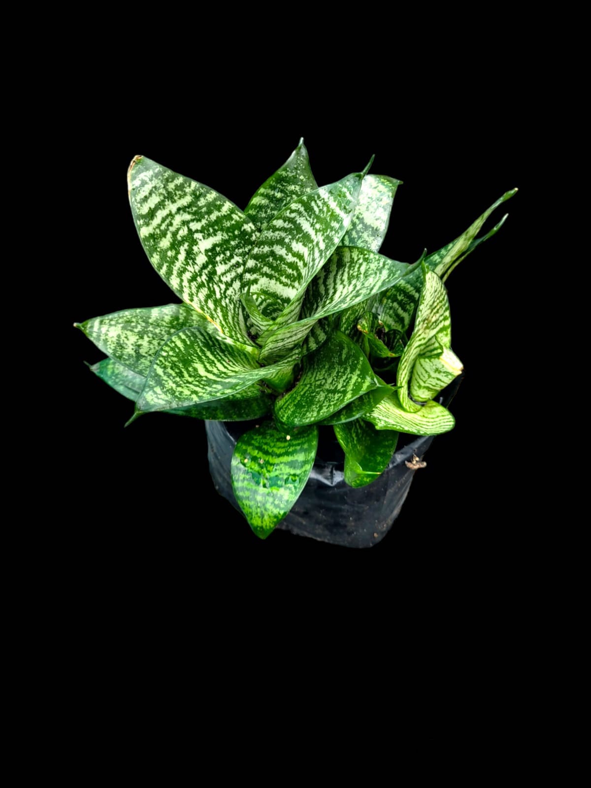 Sansevieria trifasciata 'Hahnii Green'