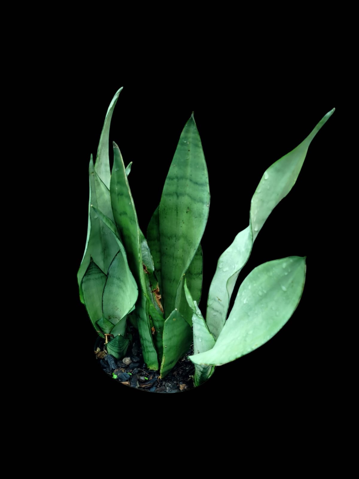Sansevieria trifasciata 'Moonshine'