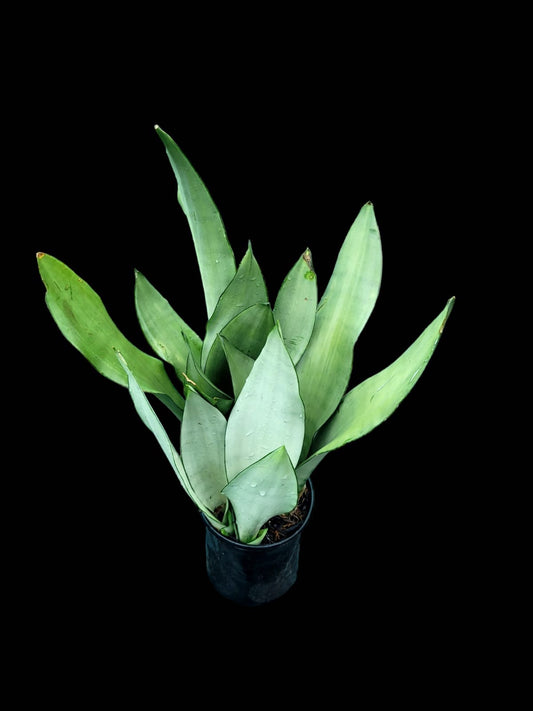 Sansevieria trifasciata 'Moonshine'