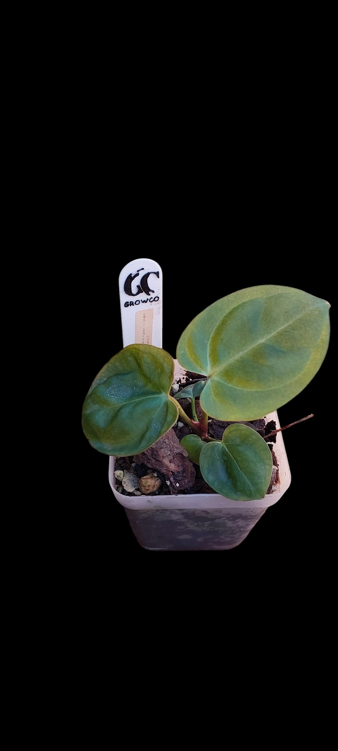 GrowCo. Seedling - Anthurium (chamberlainii x papillilaminum) X (papillilaminum x hoffmannii red sinus)