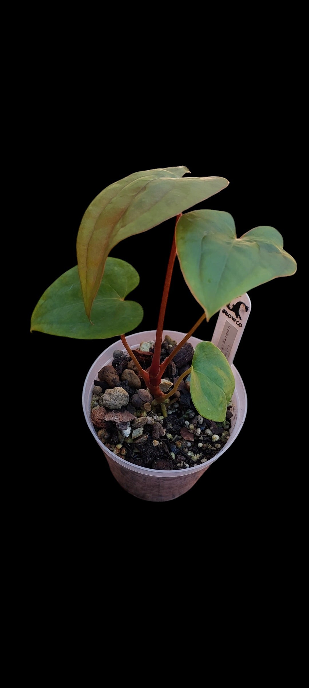 GrowCo. Seedling - Anthurium papillilaminum Guna Yala x self
