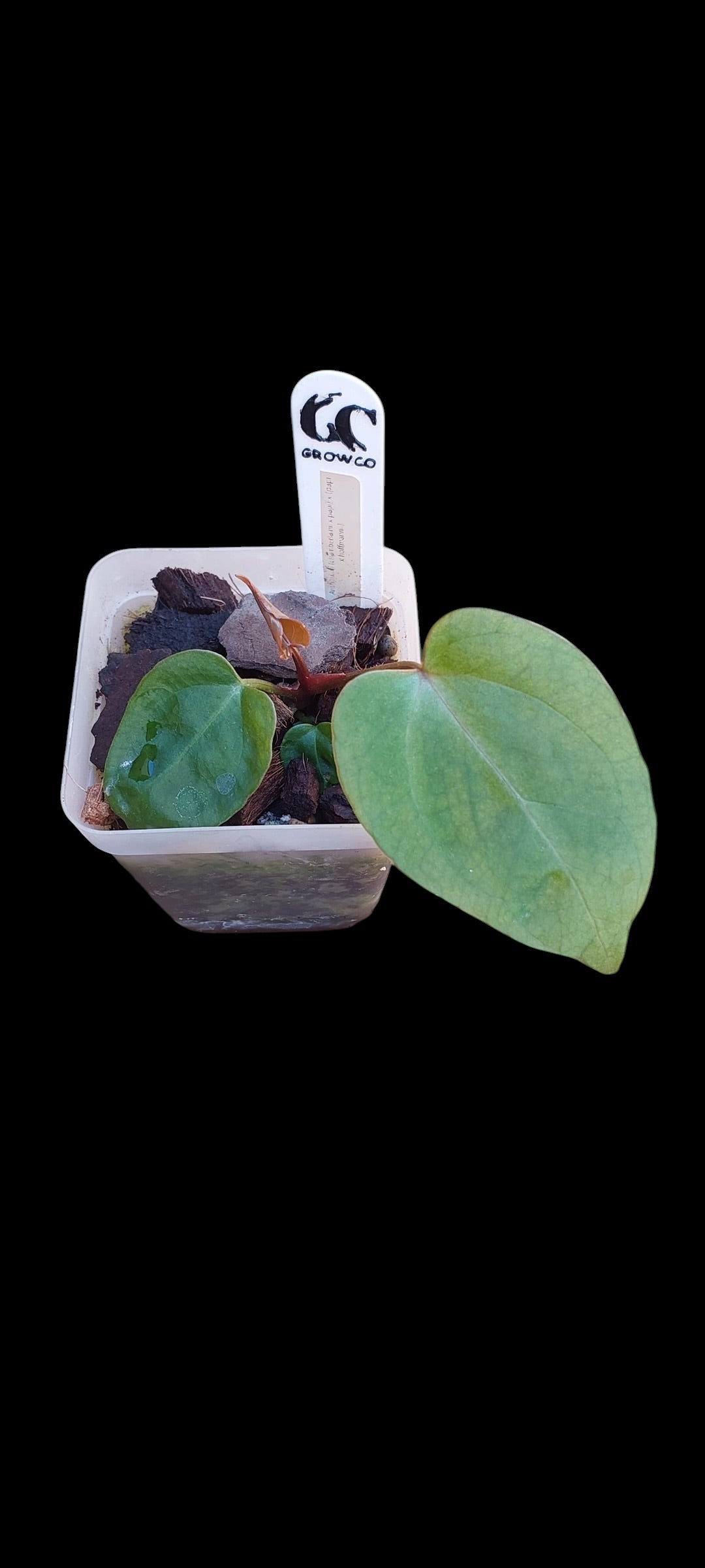 GrowCo. Seedling - Anthurium (chamberlainii x papillilaminum) X (papillilaminum x hoffmannii red sinus)