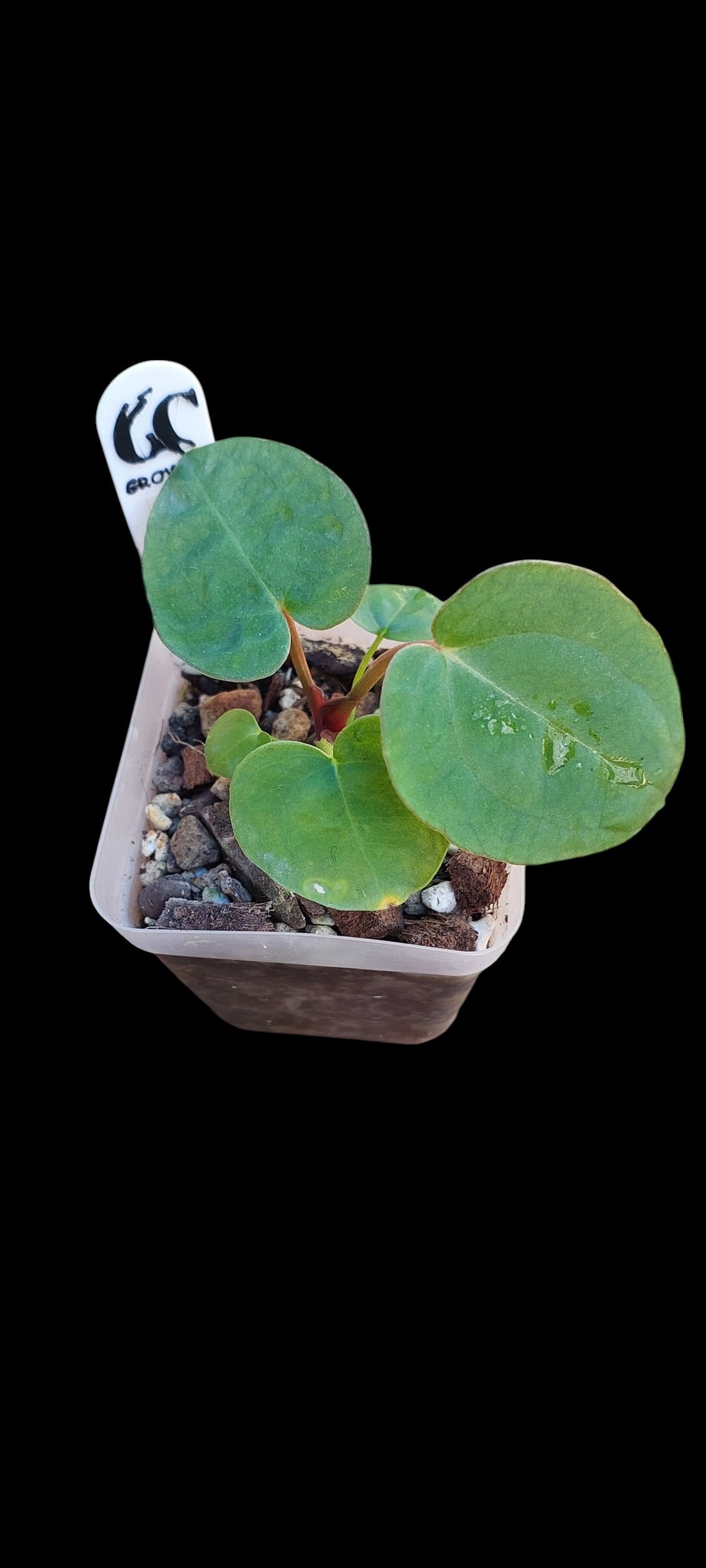 GrowCo. Seedlings - Anthurium (corduroy x fort sherman) X Michelle