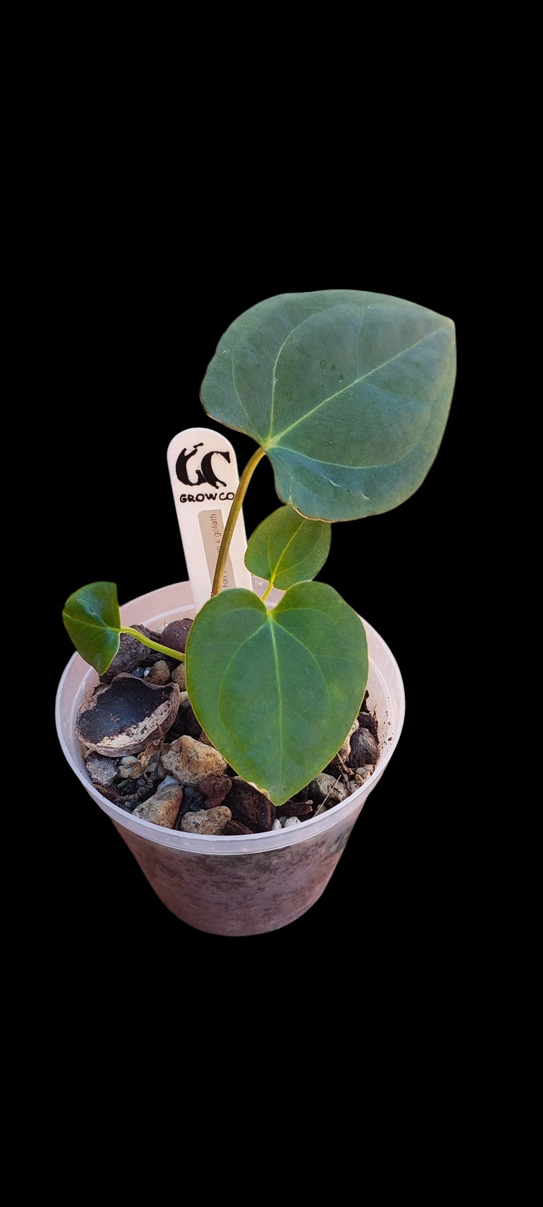 GrowCo. Seedling - Anthurium Fort Sherman x goliath
