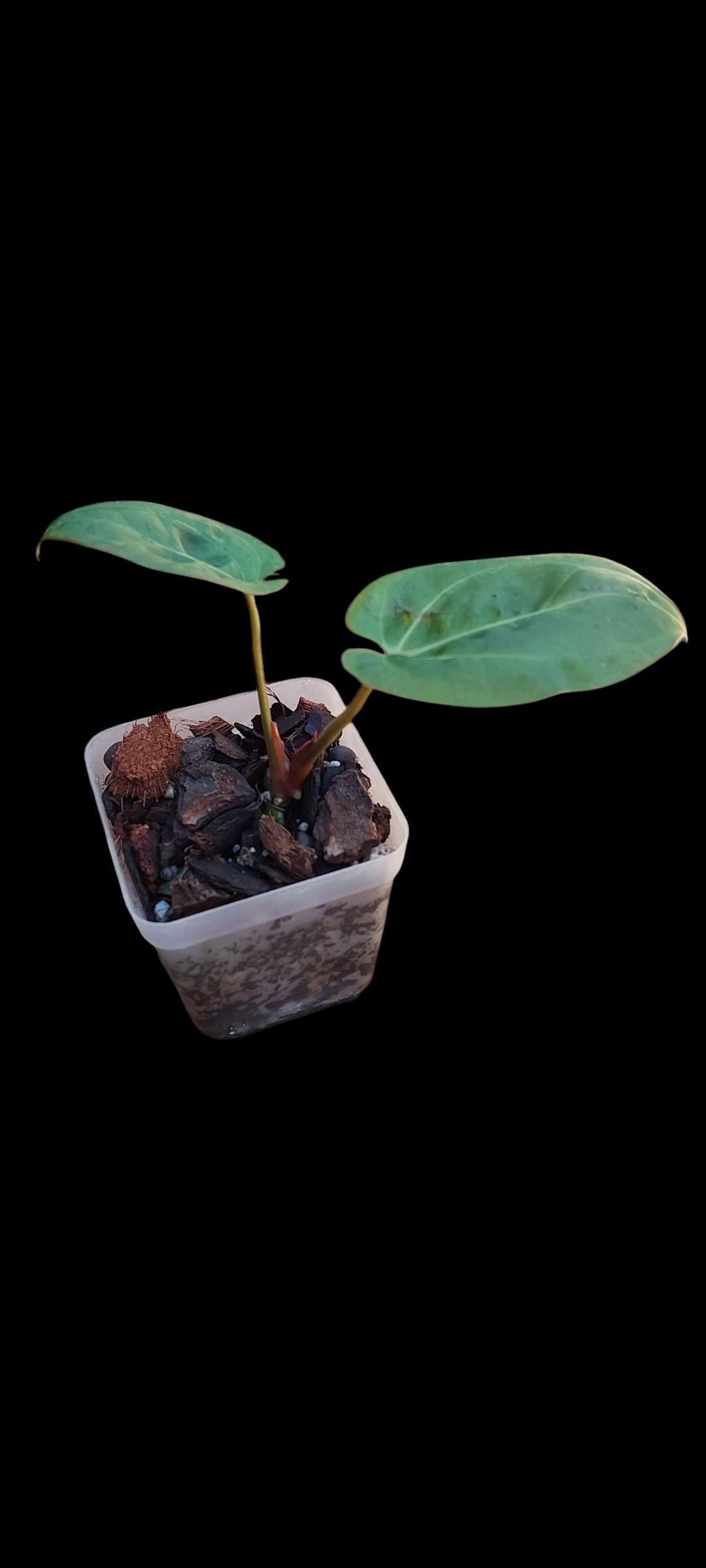 GrowCo. Seedling - Anthurium (chamberlainii x papillilaminum) X (papillilaminum x hoffmannii red sinus)