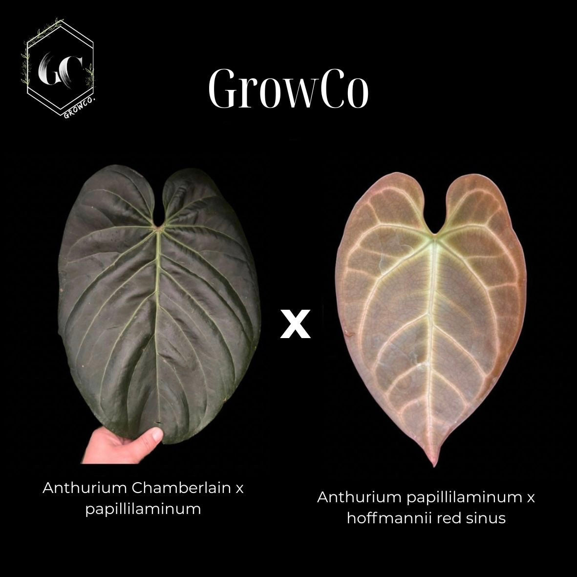 GrowCo. Seedling - Anthurium (chamberlainii x papillilaminum) X (papillilaminum x hoffmannii red sinus)